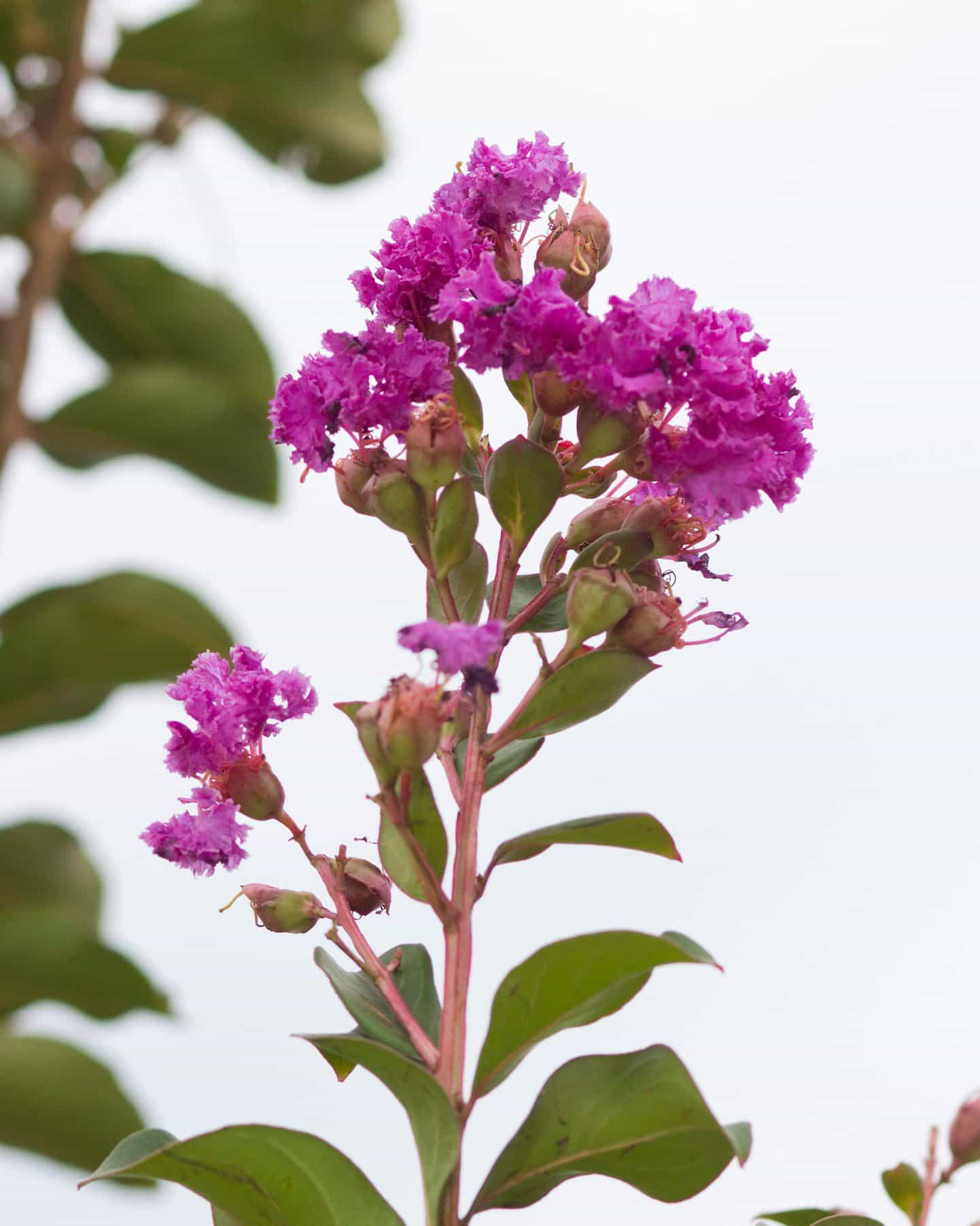 Autauga Crape Myrtle