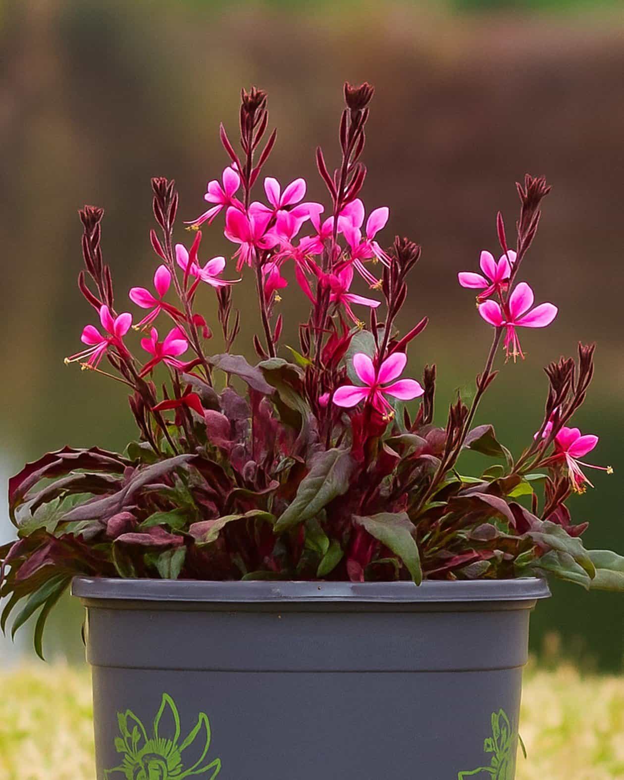 Belleza Dark Pink Gaura