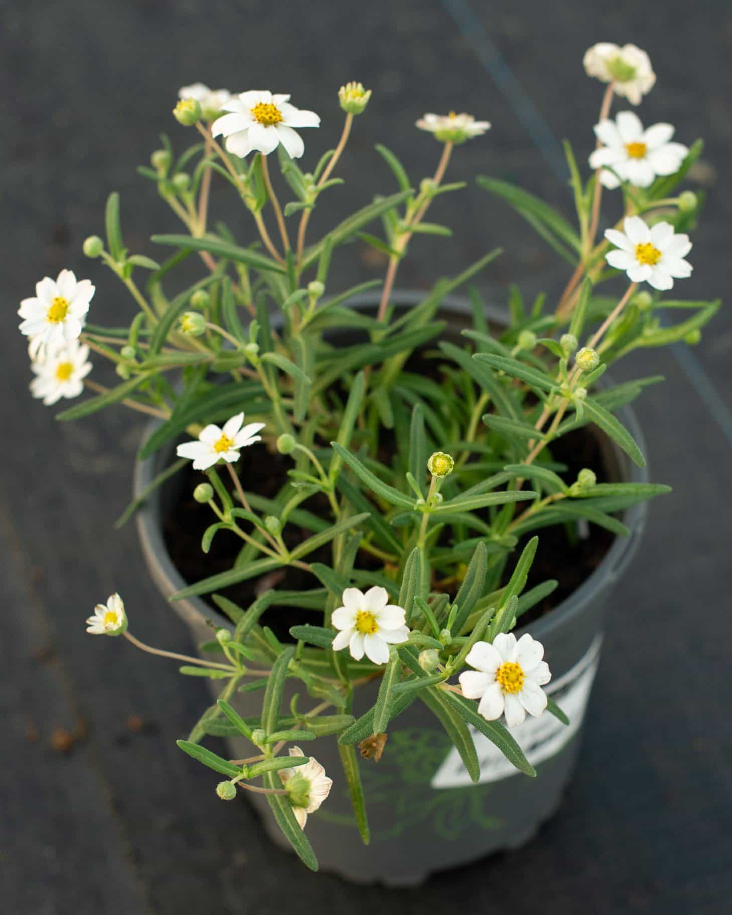 Blackfoot Daisy