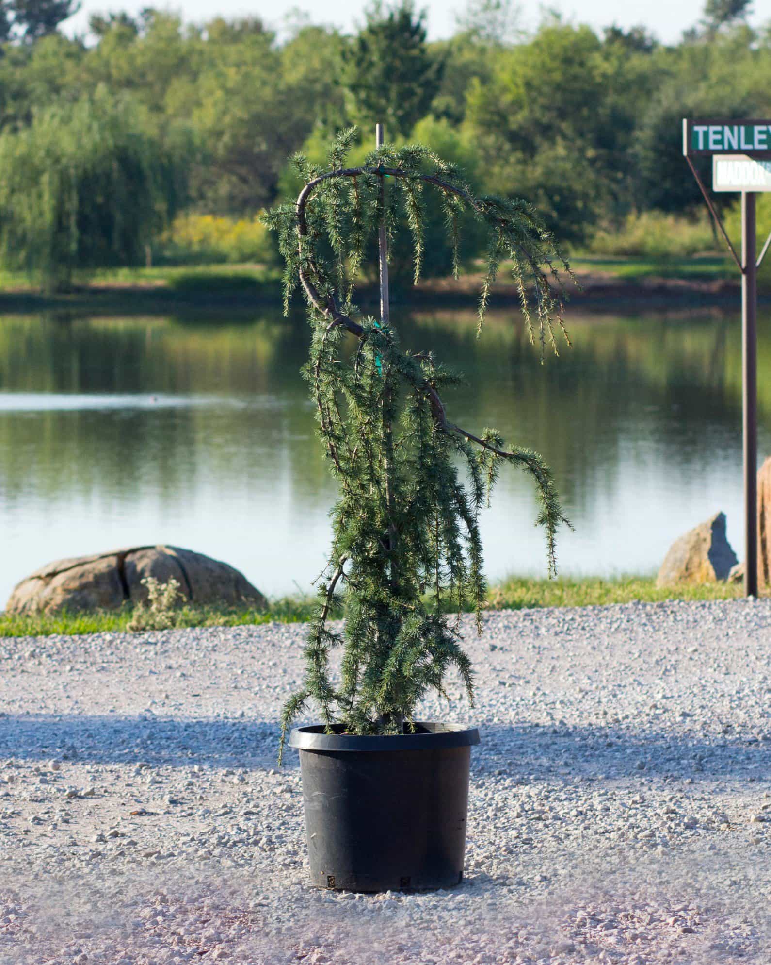 Blue Atlas Cedar Glauca Pendula