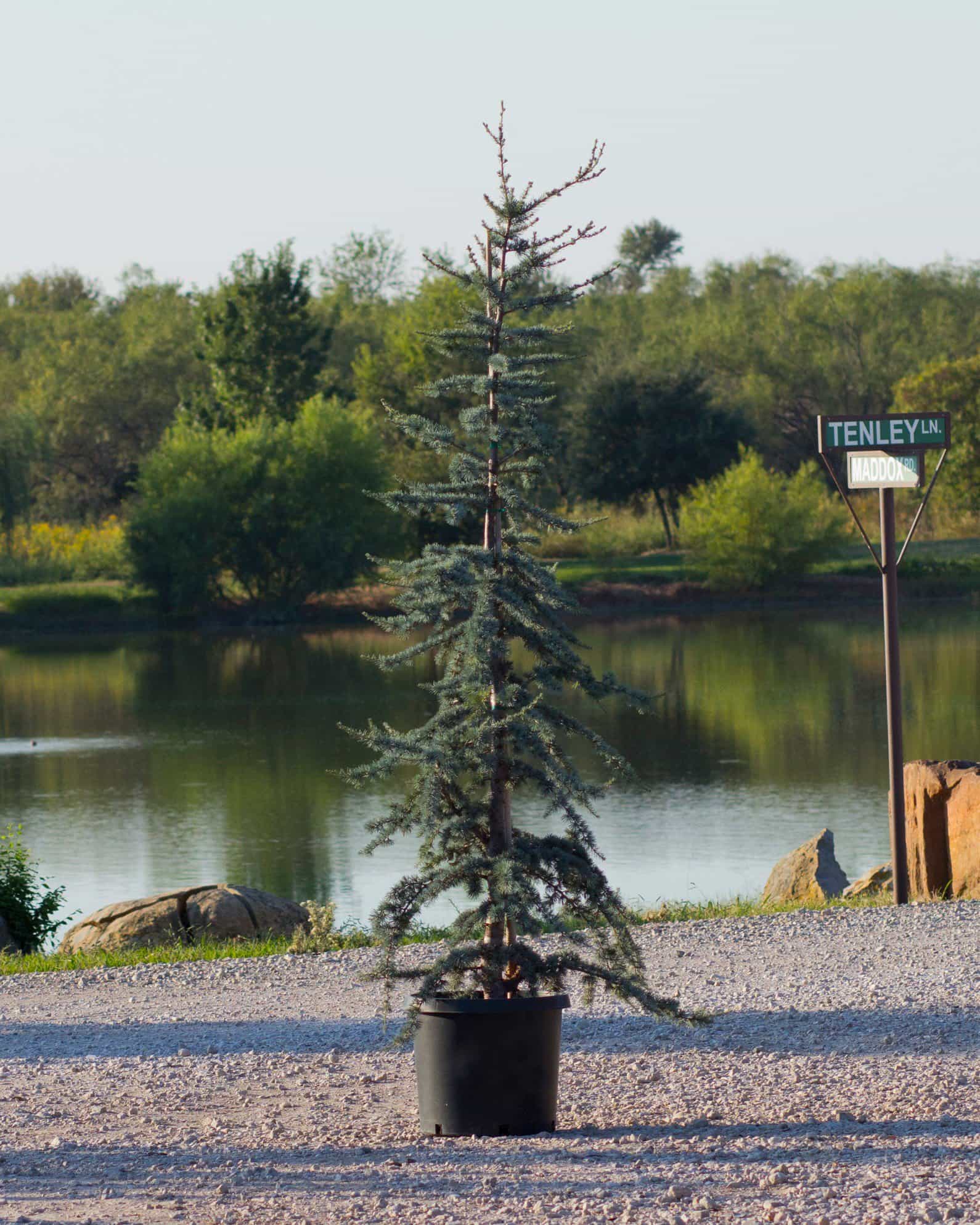Blue Atlas Cedar Glauca