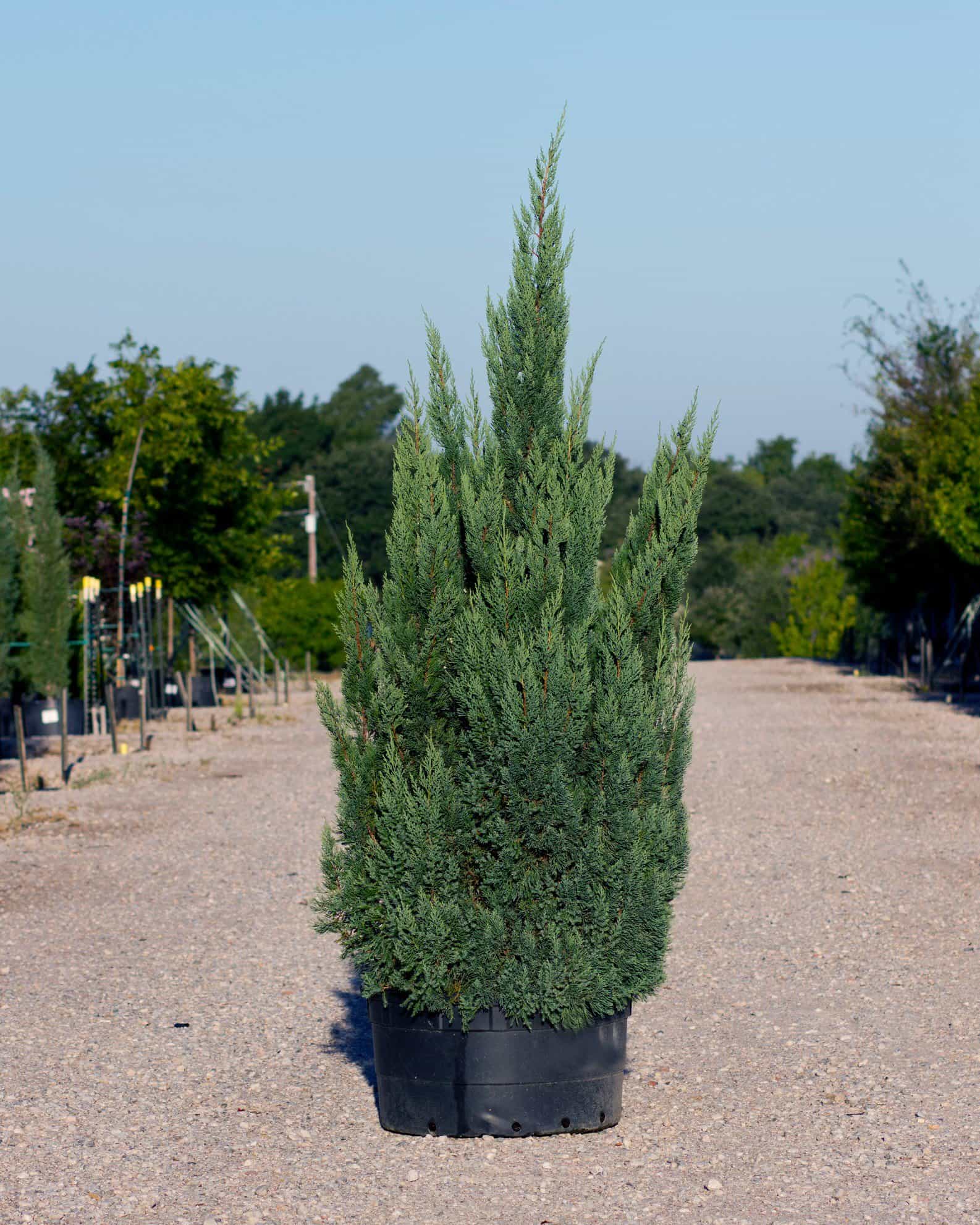 Blue Point Juniper
