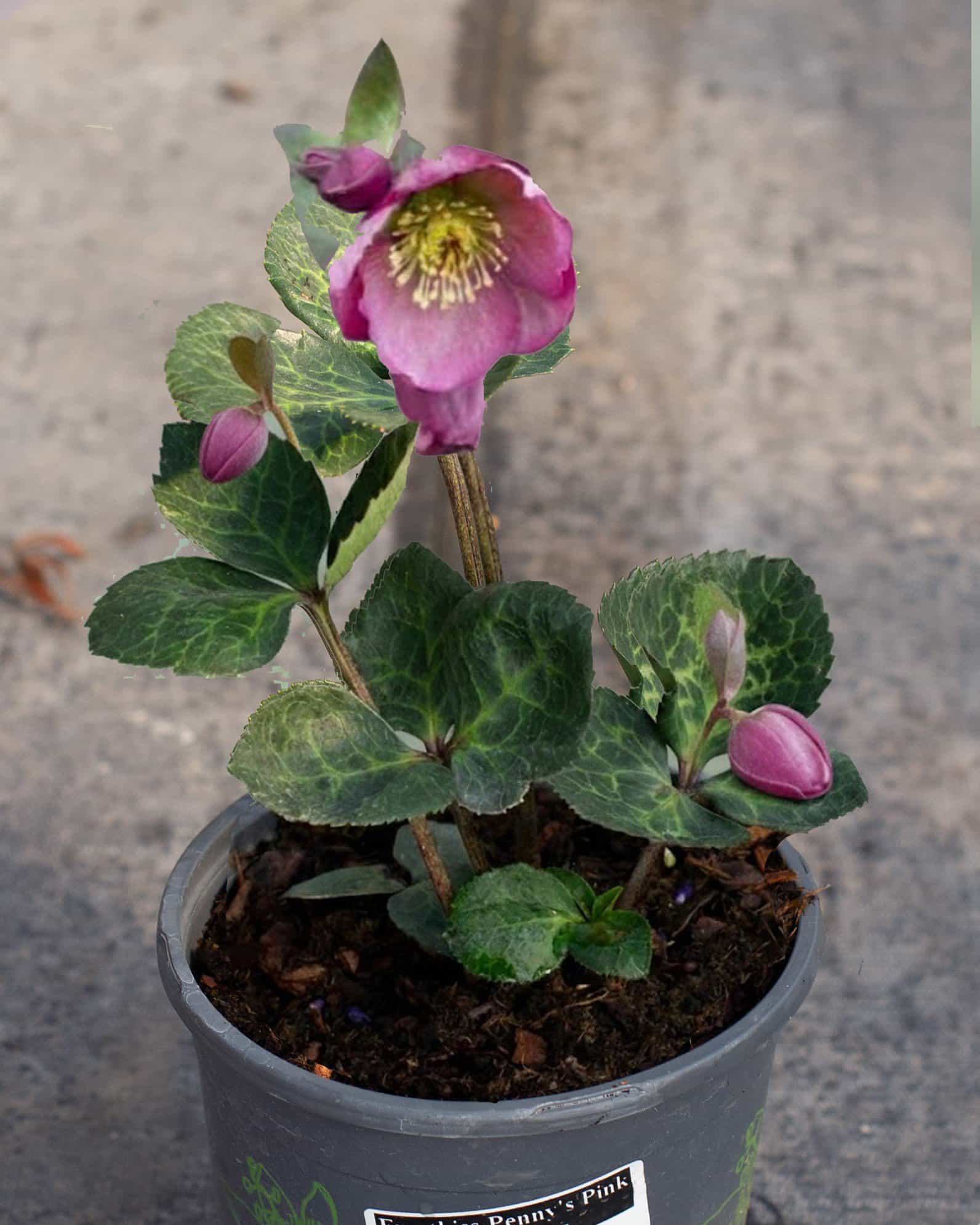 Frostkiss Penny's Pink Helleborus
