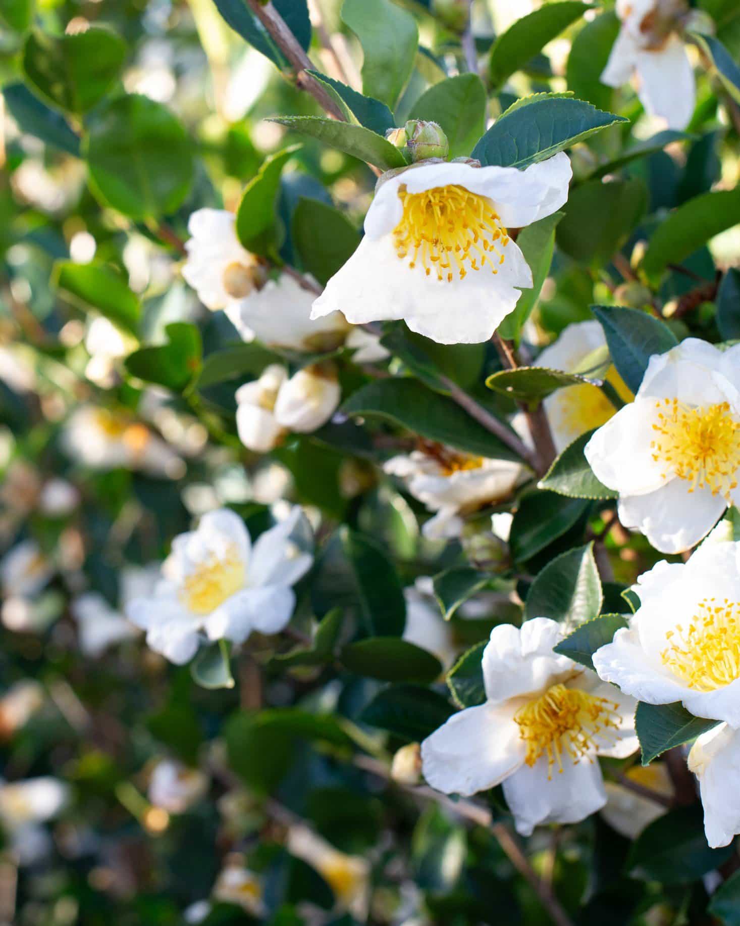 Daydream Believer Camellia