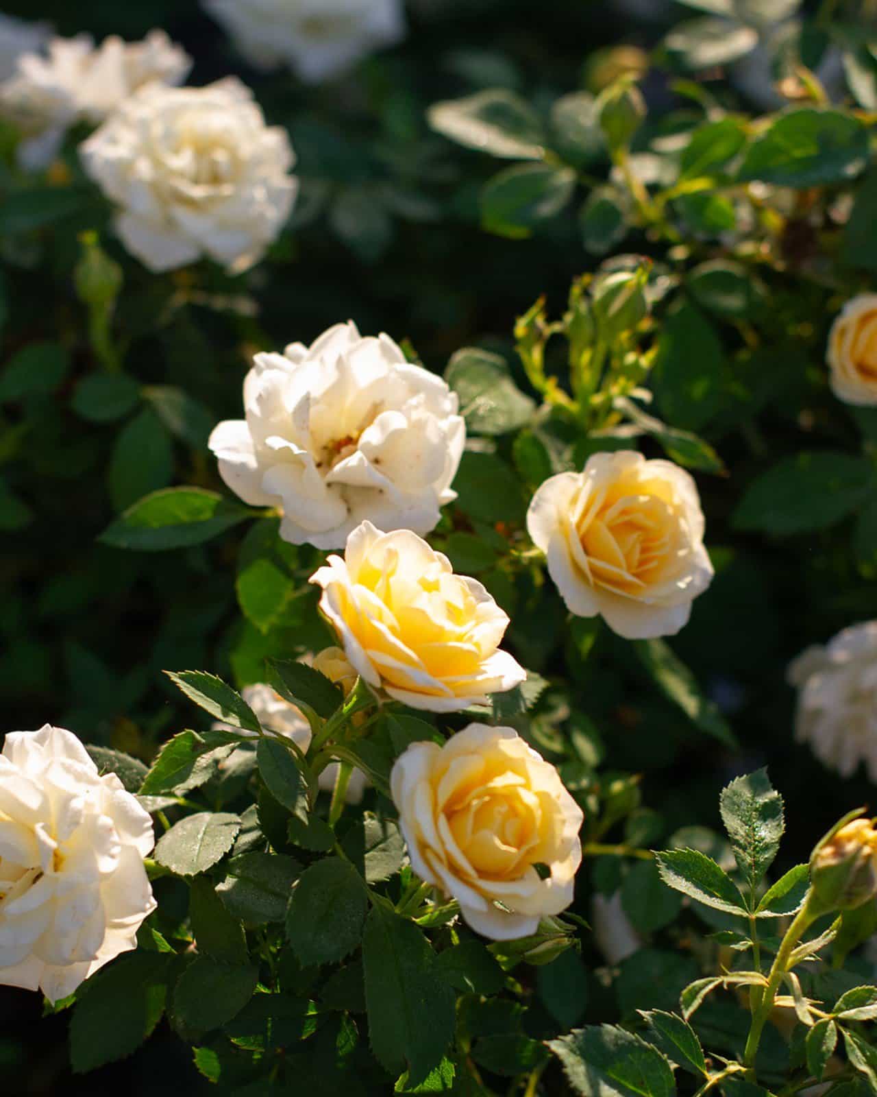 Buttercream Drift Rose