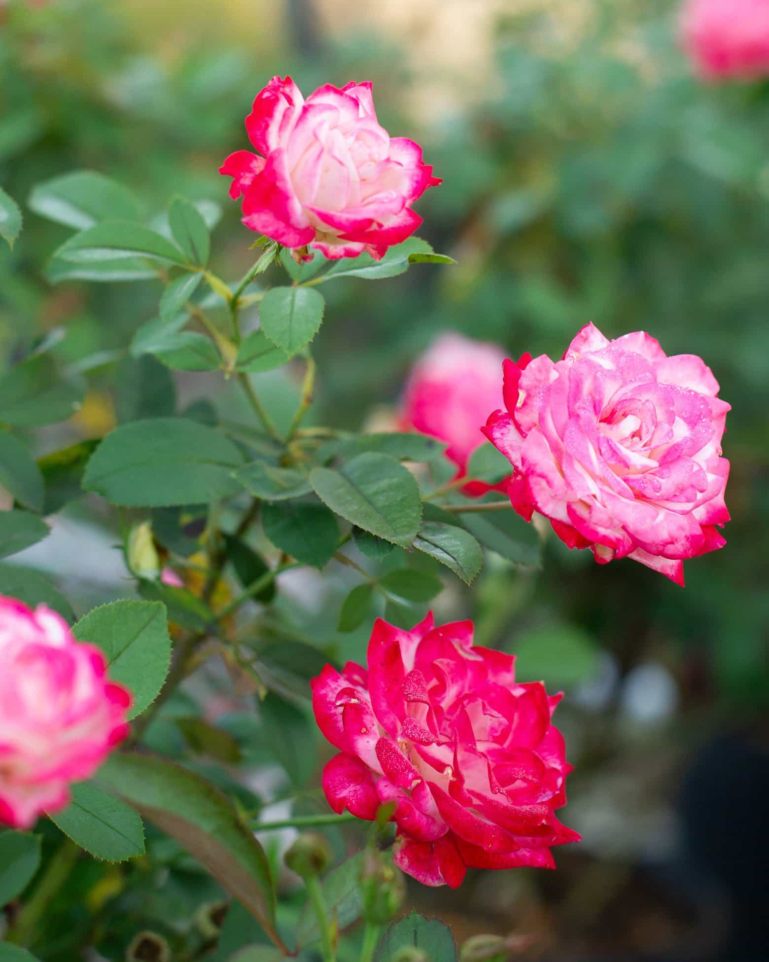 Candy Cane Cocktail Rose