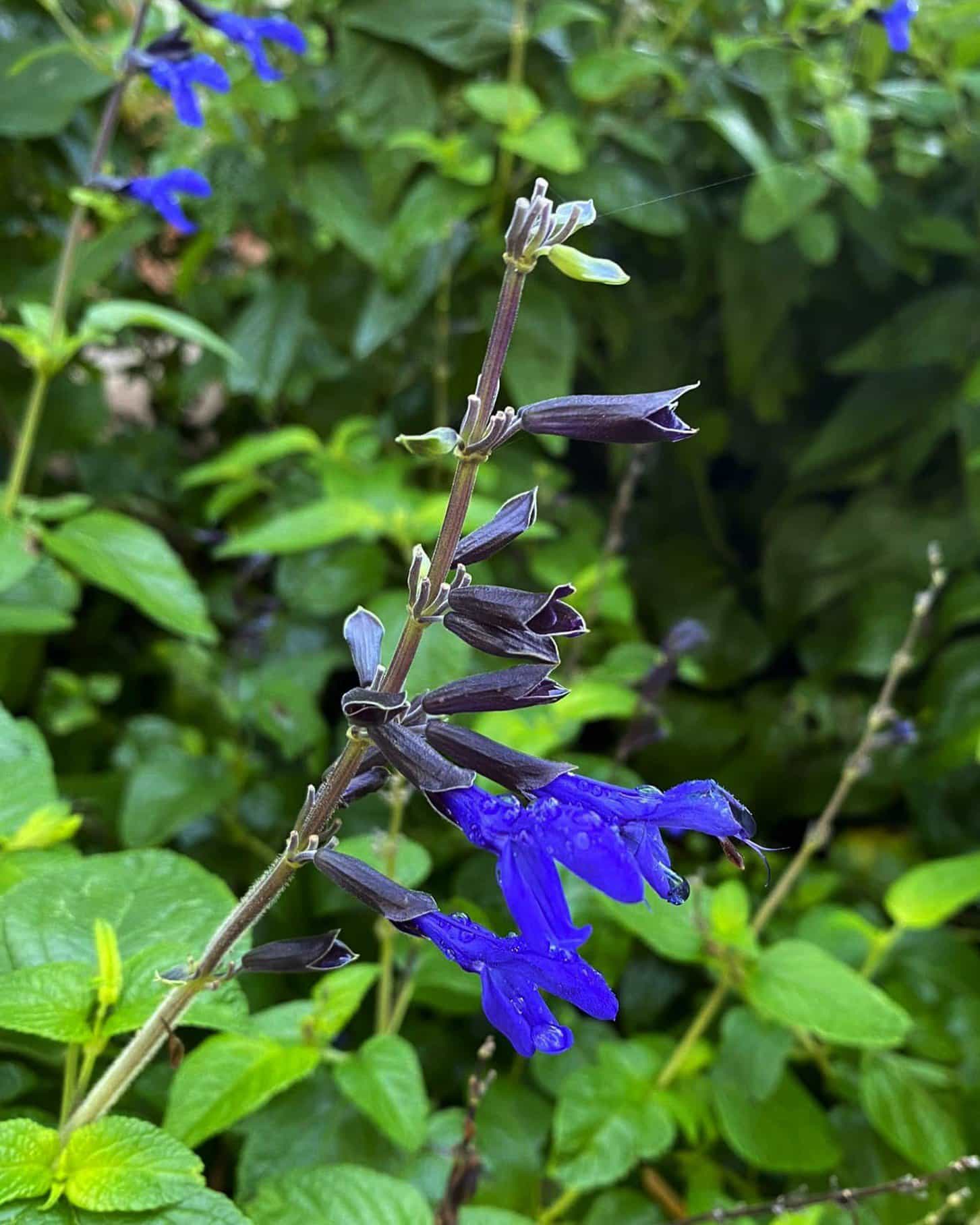 Black & Blue Salvia