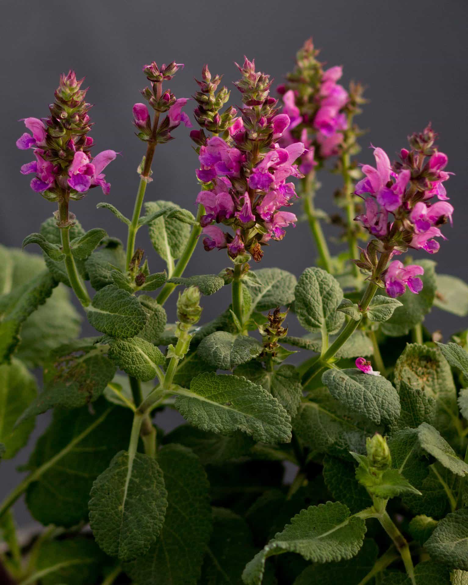 Rose Marvel Salvia