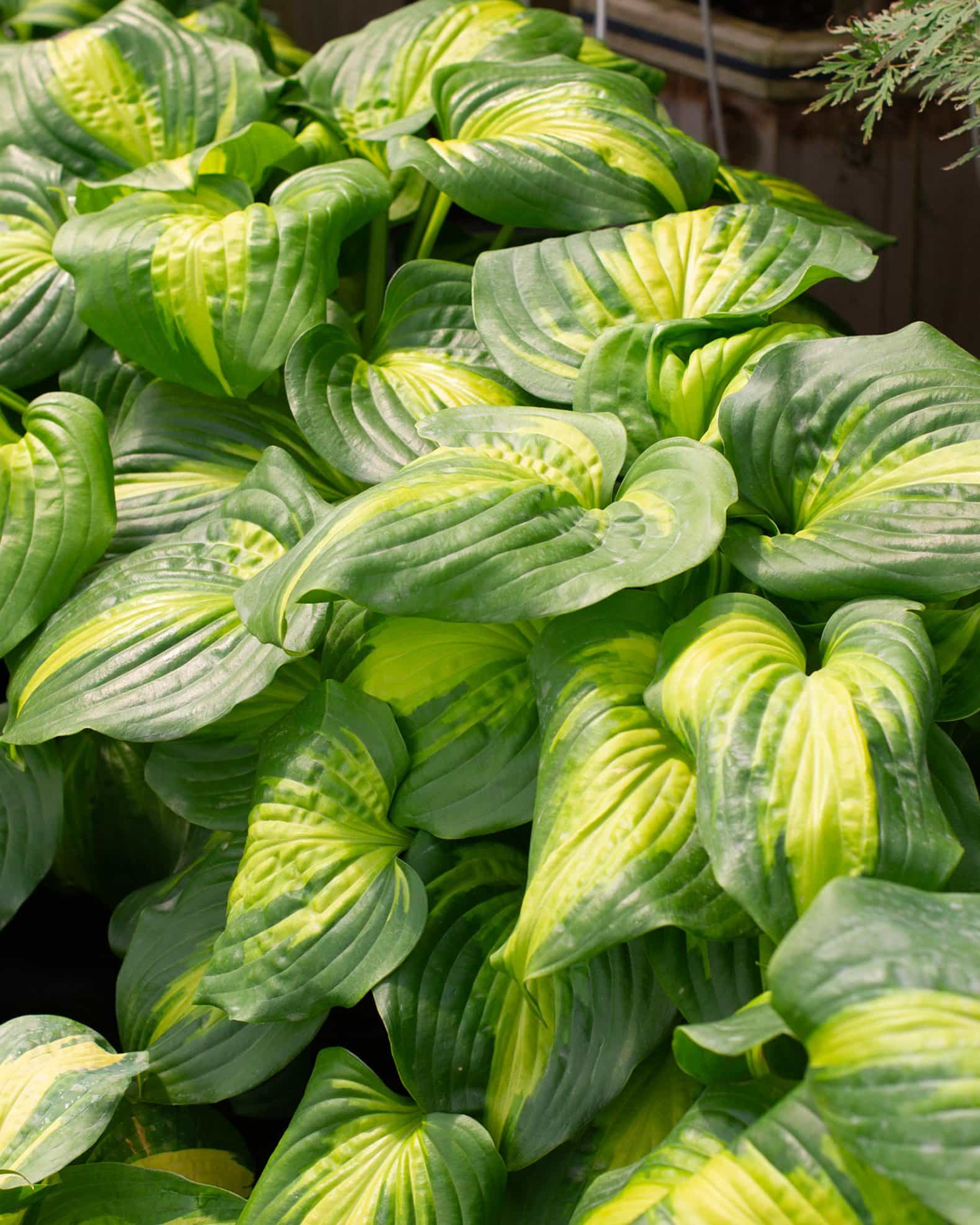 Cathedral Windows Hosta