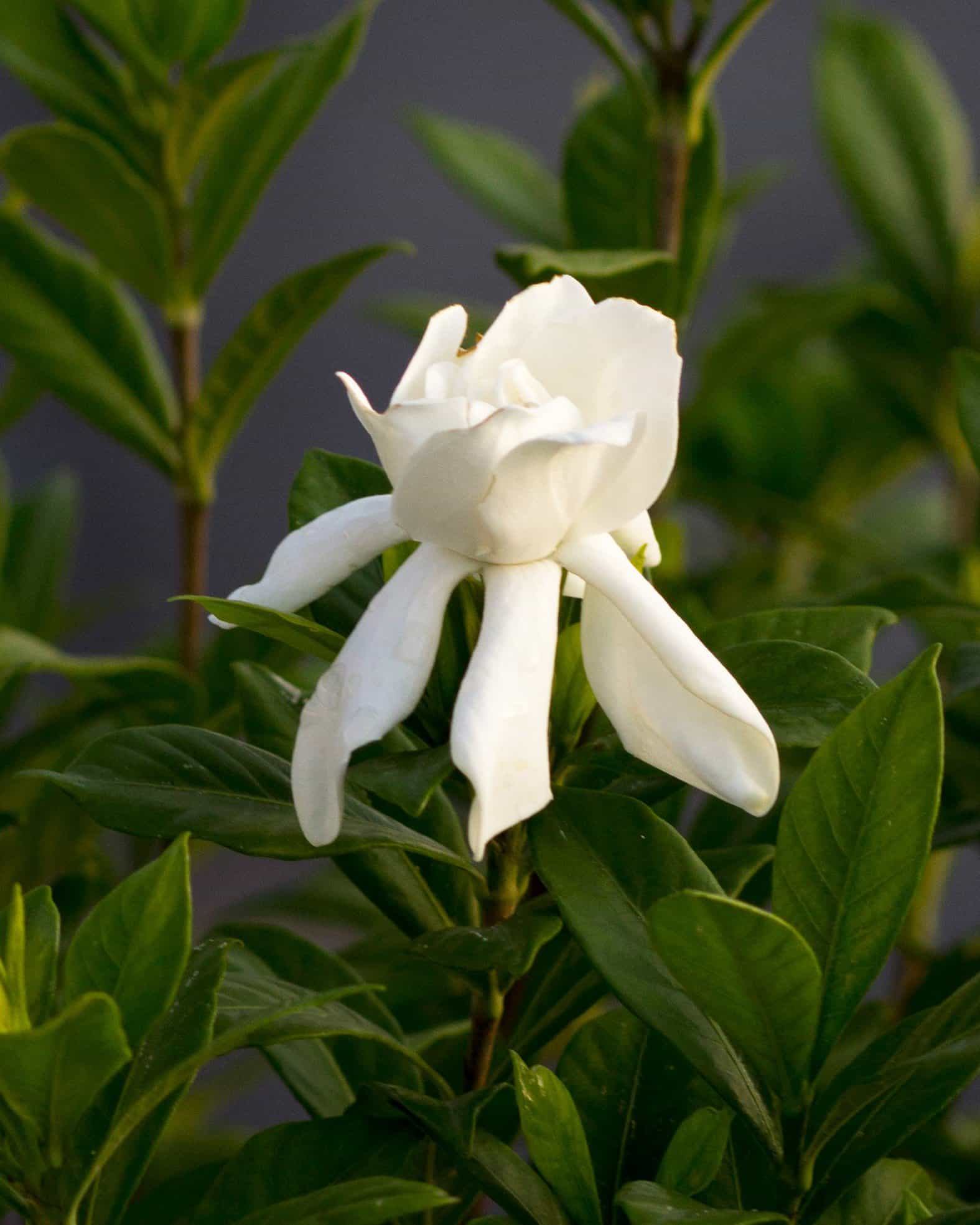 August Beauty Gardenia