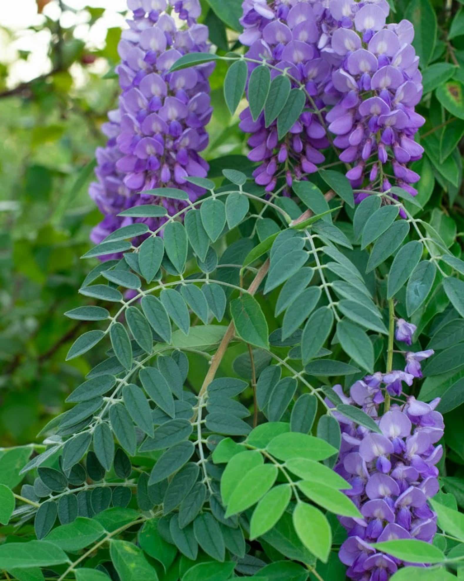 Amethyst Falls Wisteria