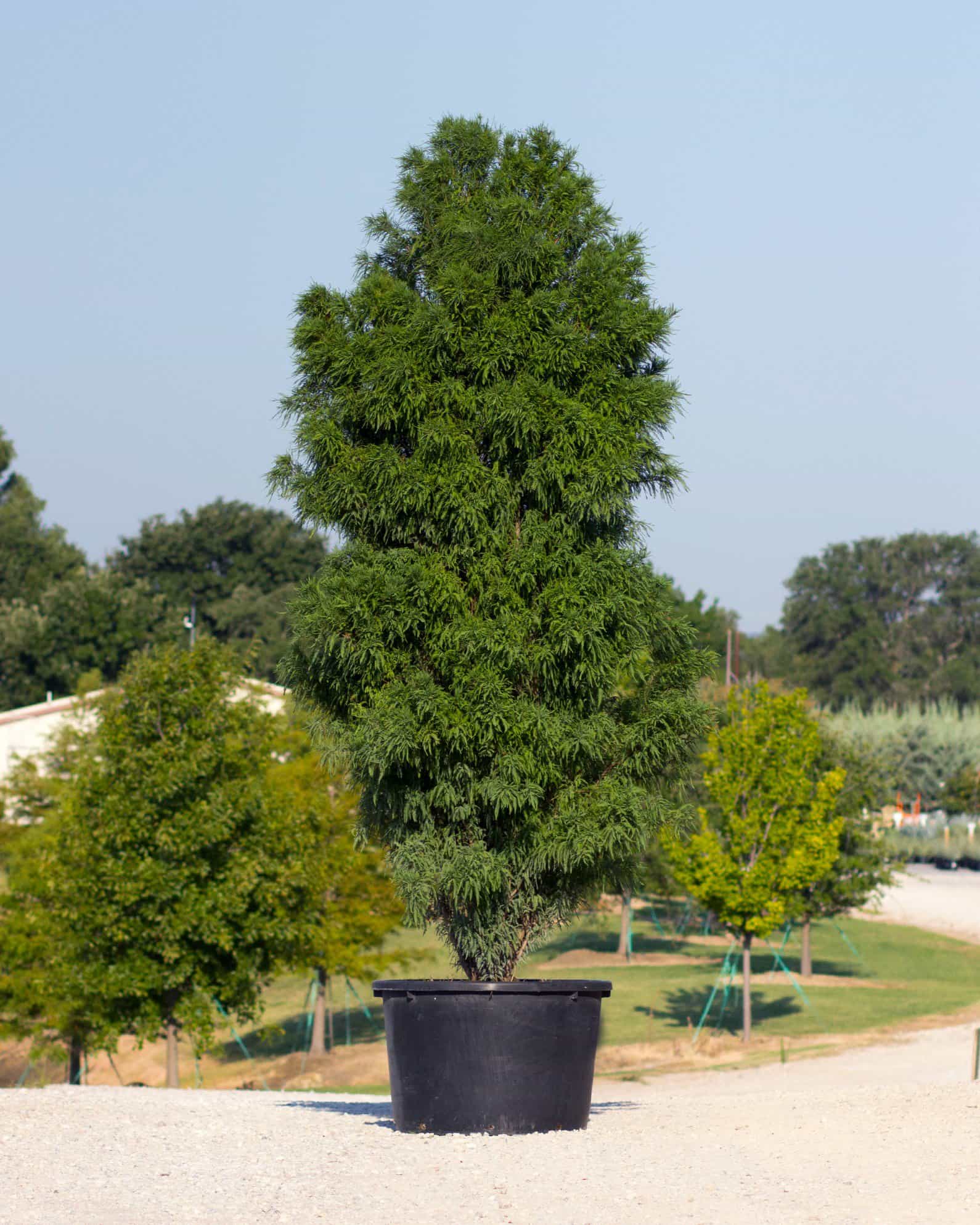 Bald Cypress Lindsey's Skyward