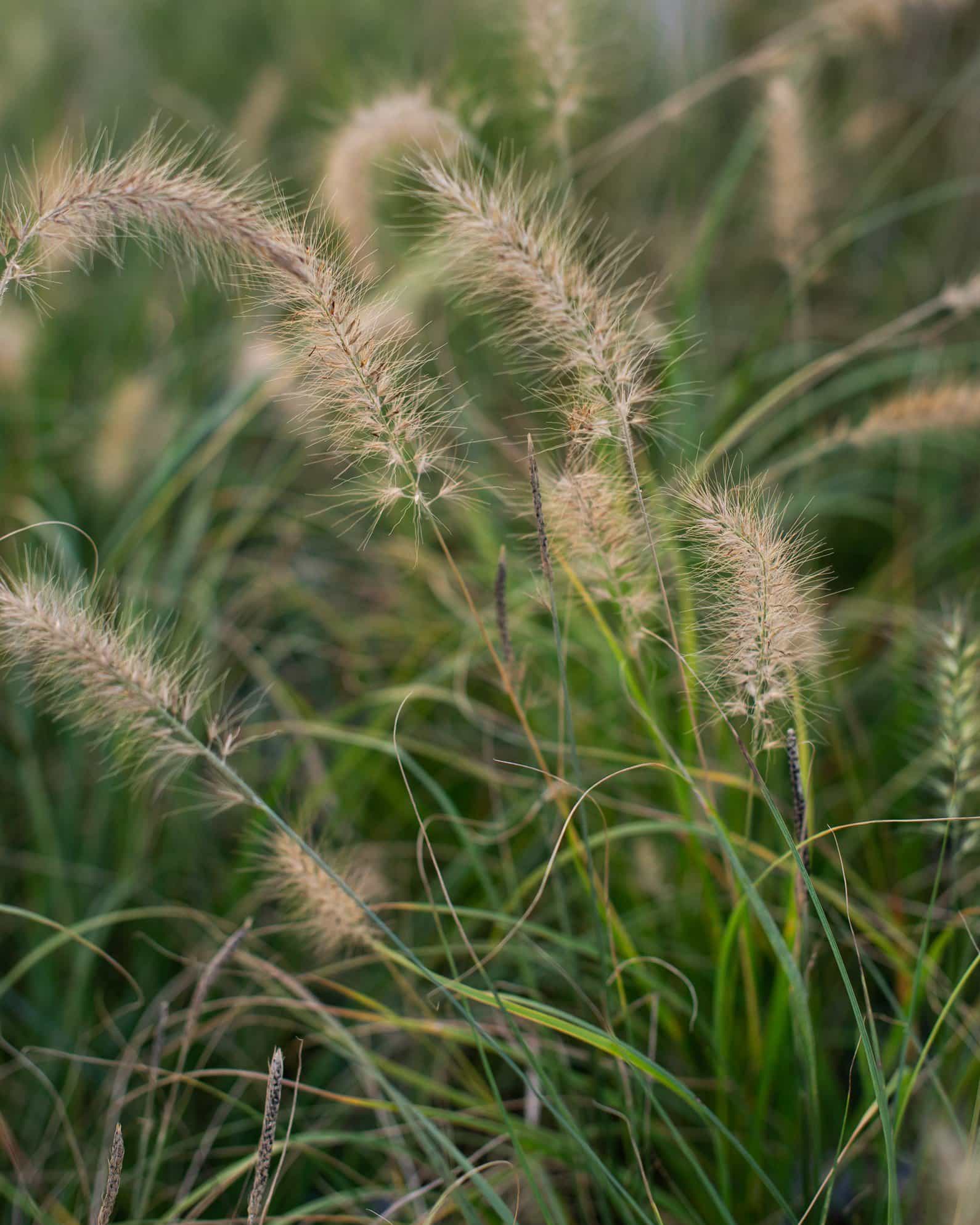 Cassian Fountain Grass