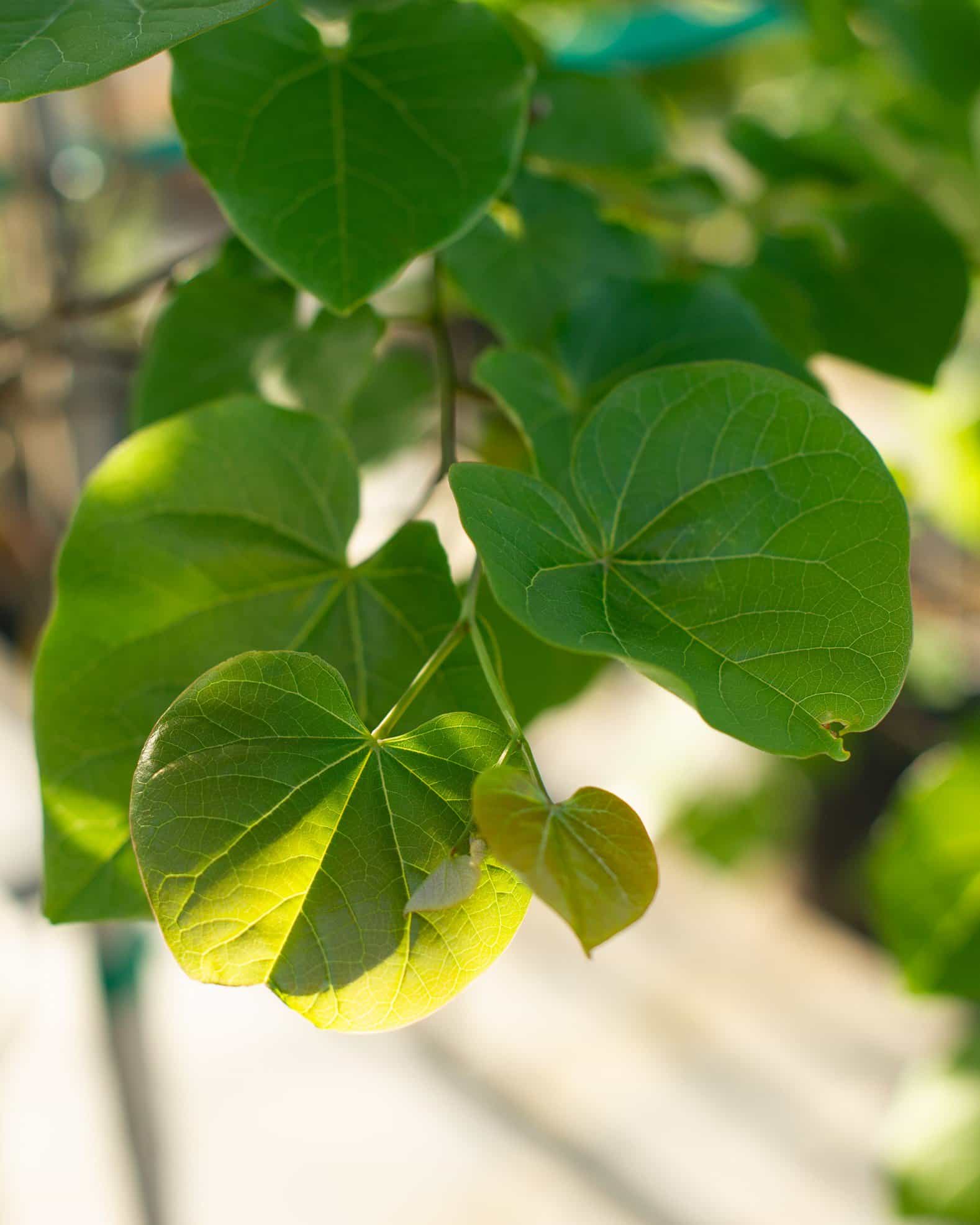 Pink Pom Poms Redbud