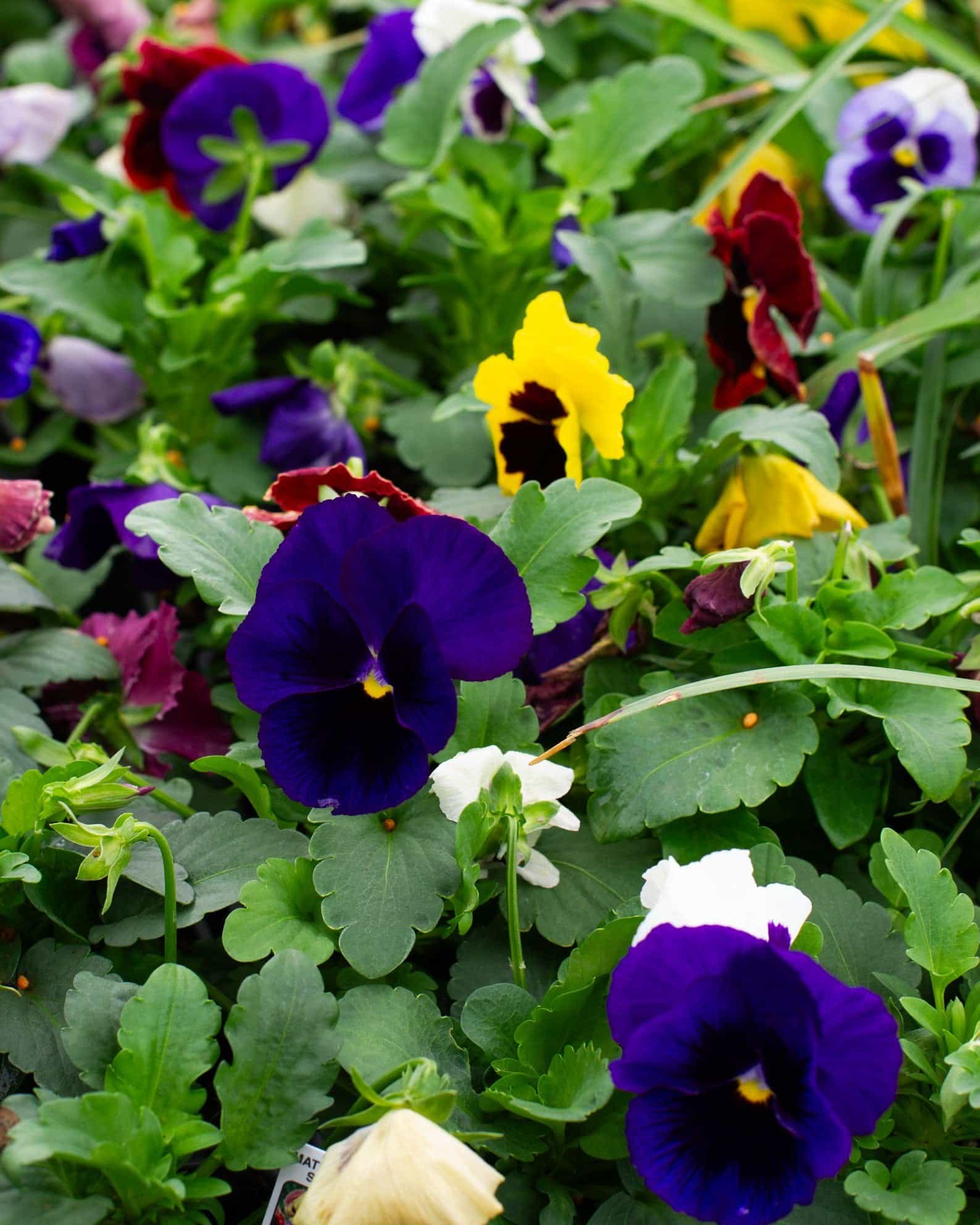 Matrix Blotch Mix Pansy