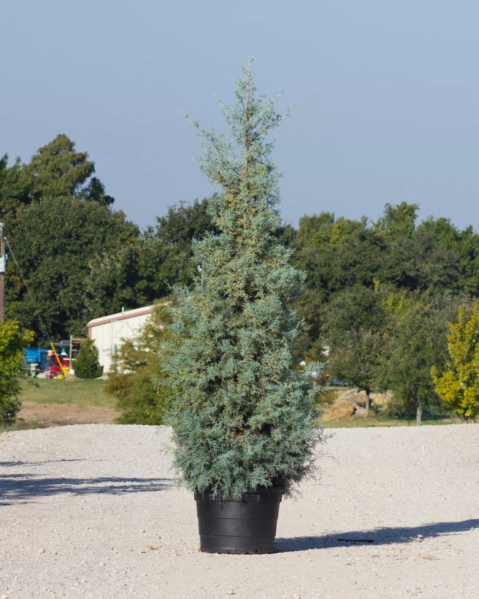 Arizona Cypress Carolina Sapphire