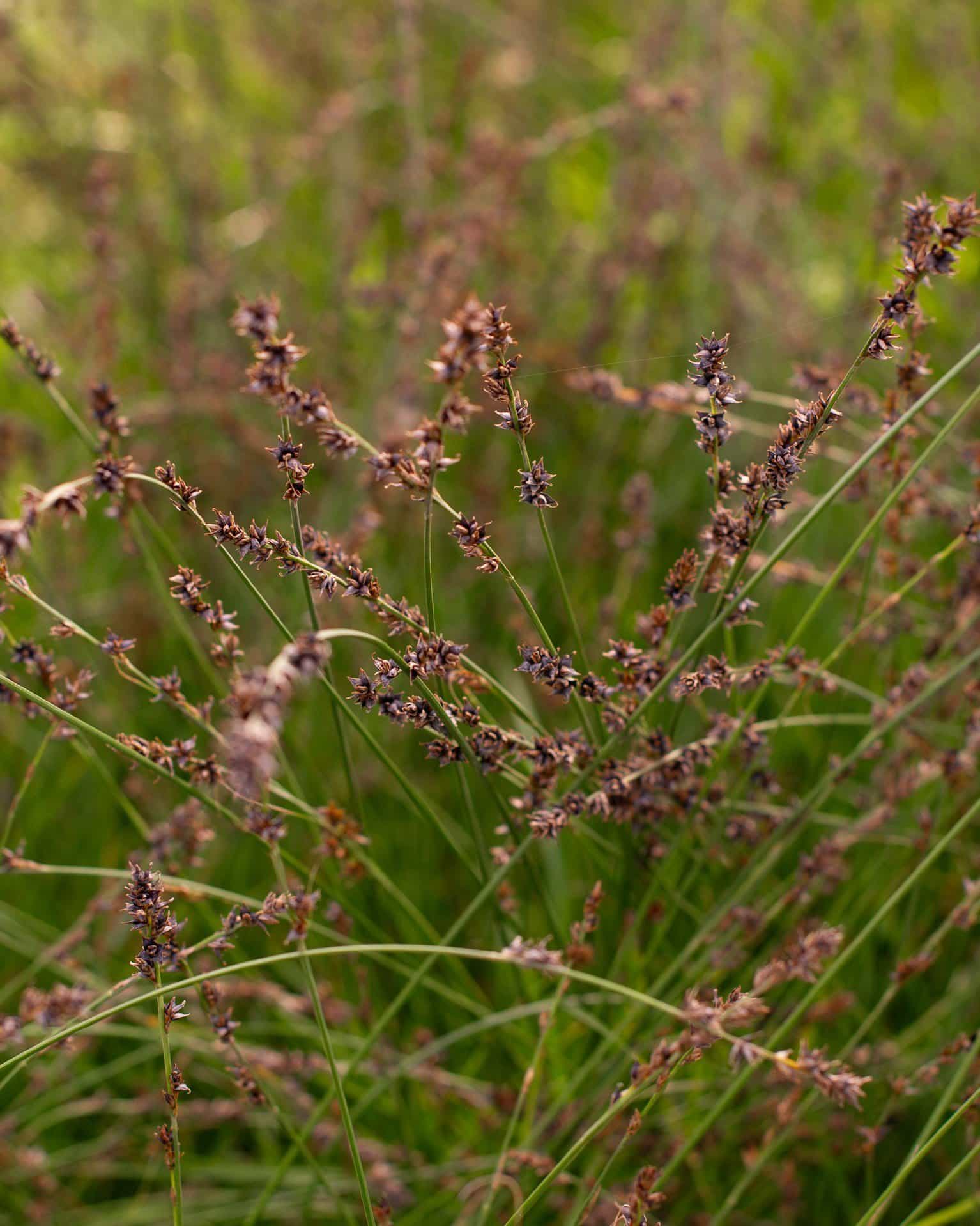 Berkeley Carex Sedge