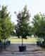 Texas Red Oak | Order Online | Treeland Nursery