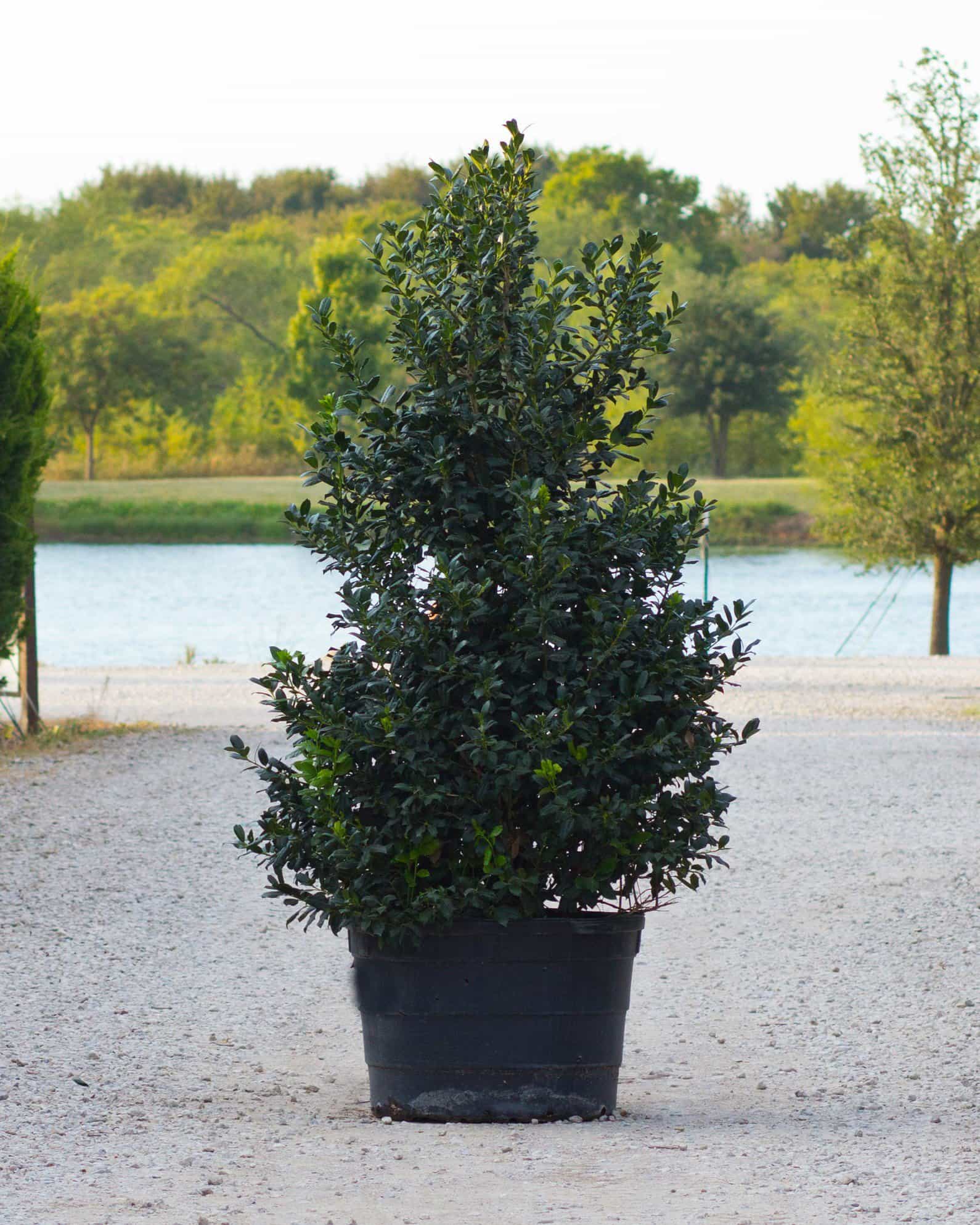 Christmas Jewel Holly