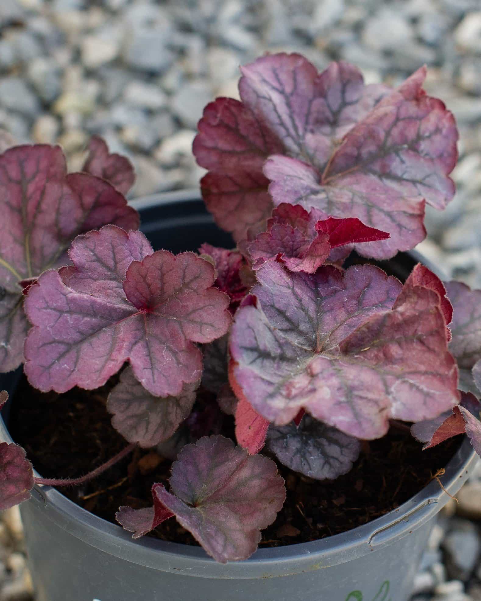 Northern Exposure Silver Heuchera