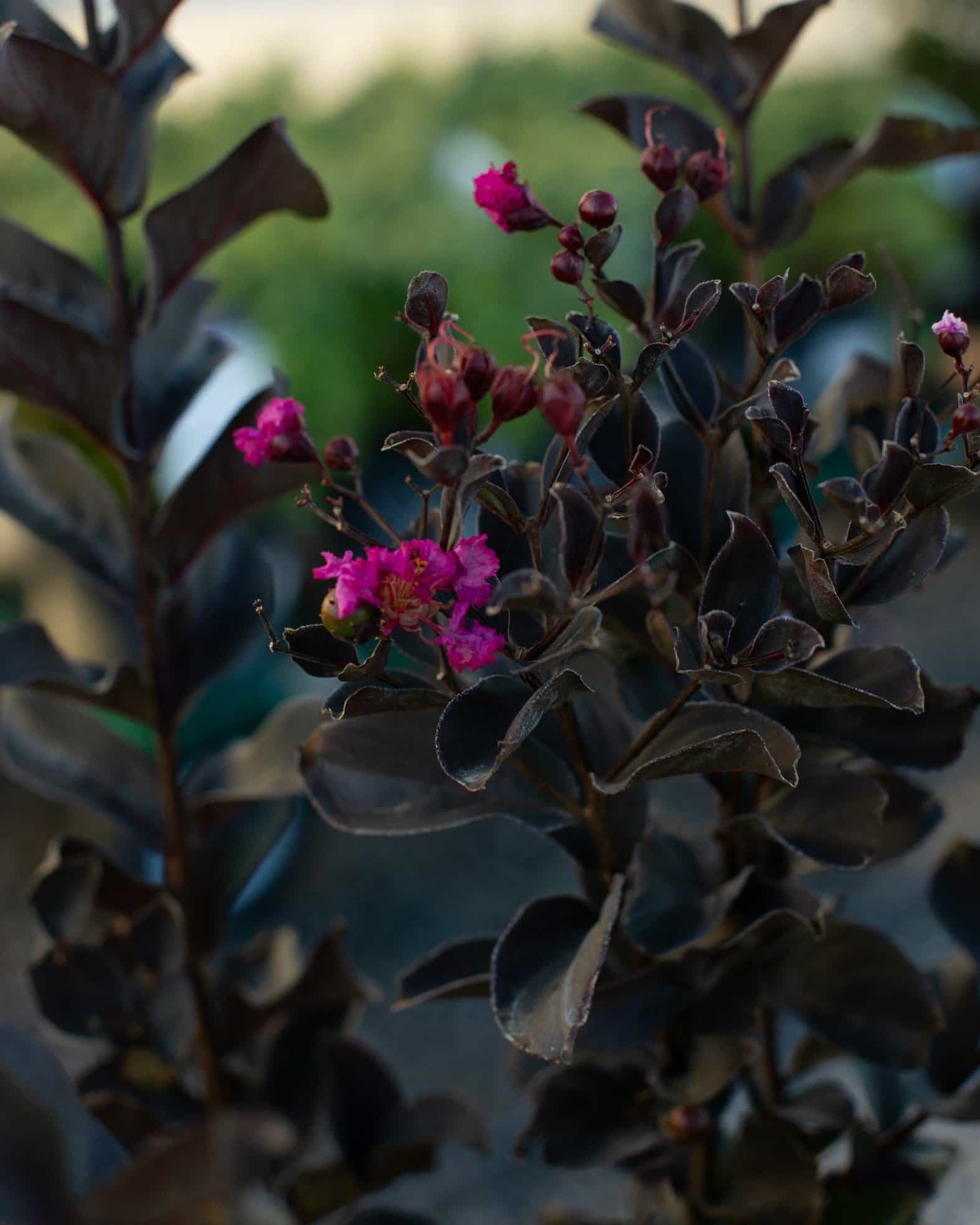 Black Diamond Mystic Magenta Crape Myrtle
