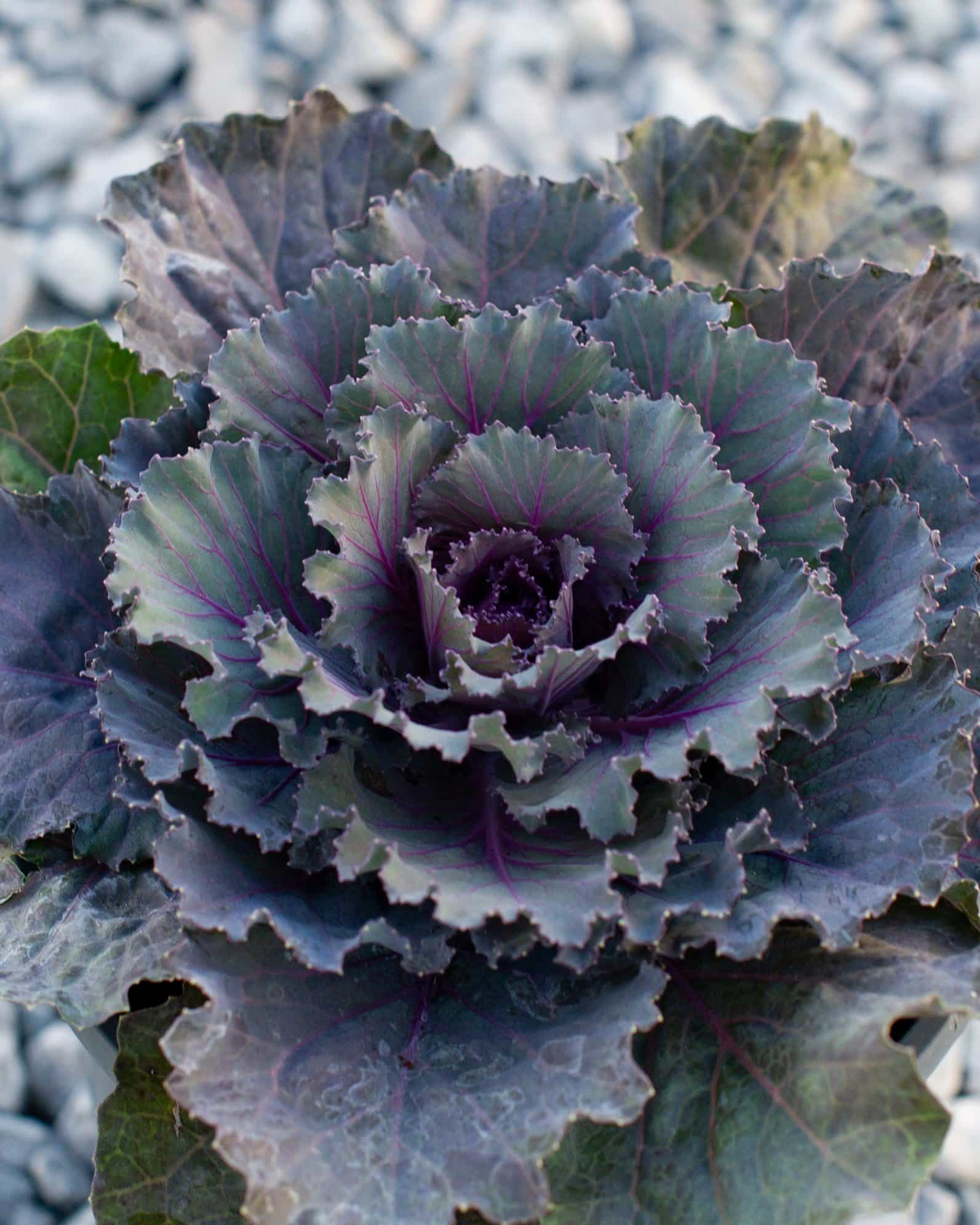 Osaka Red Cabbage