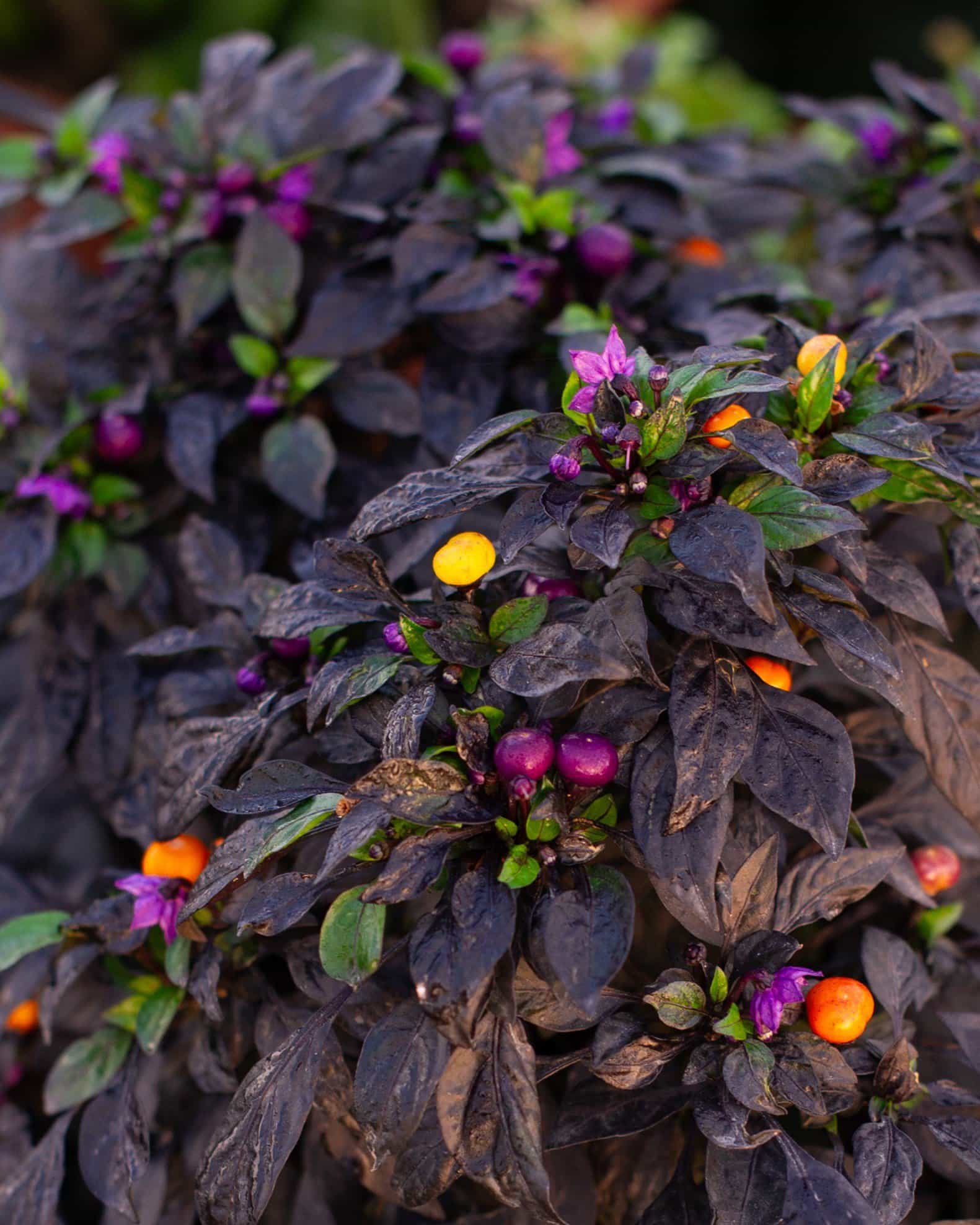 Onyx Orange Ornamental Pepper