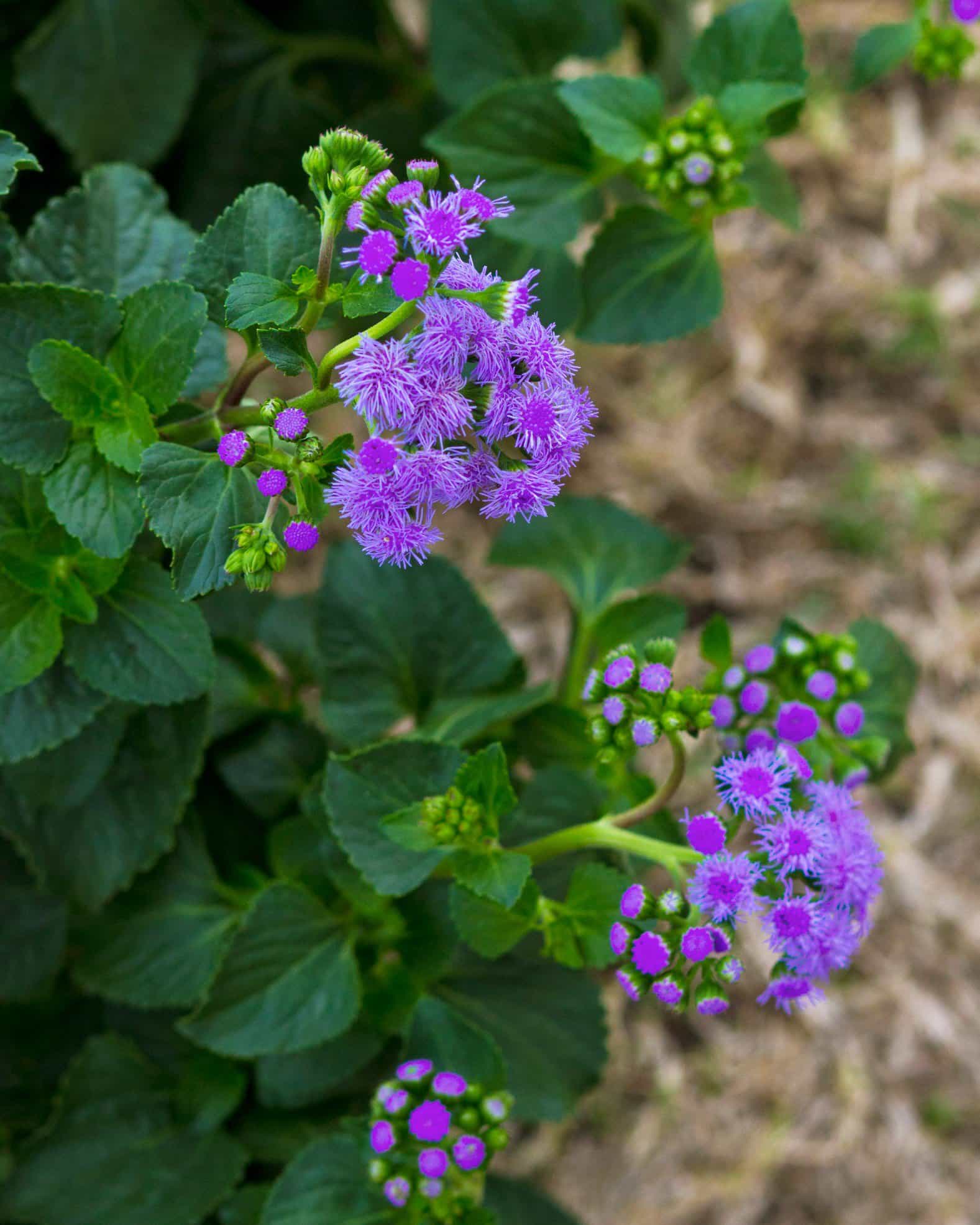 Monarch Magic Flossflower