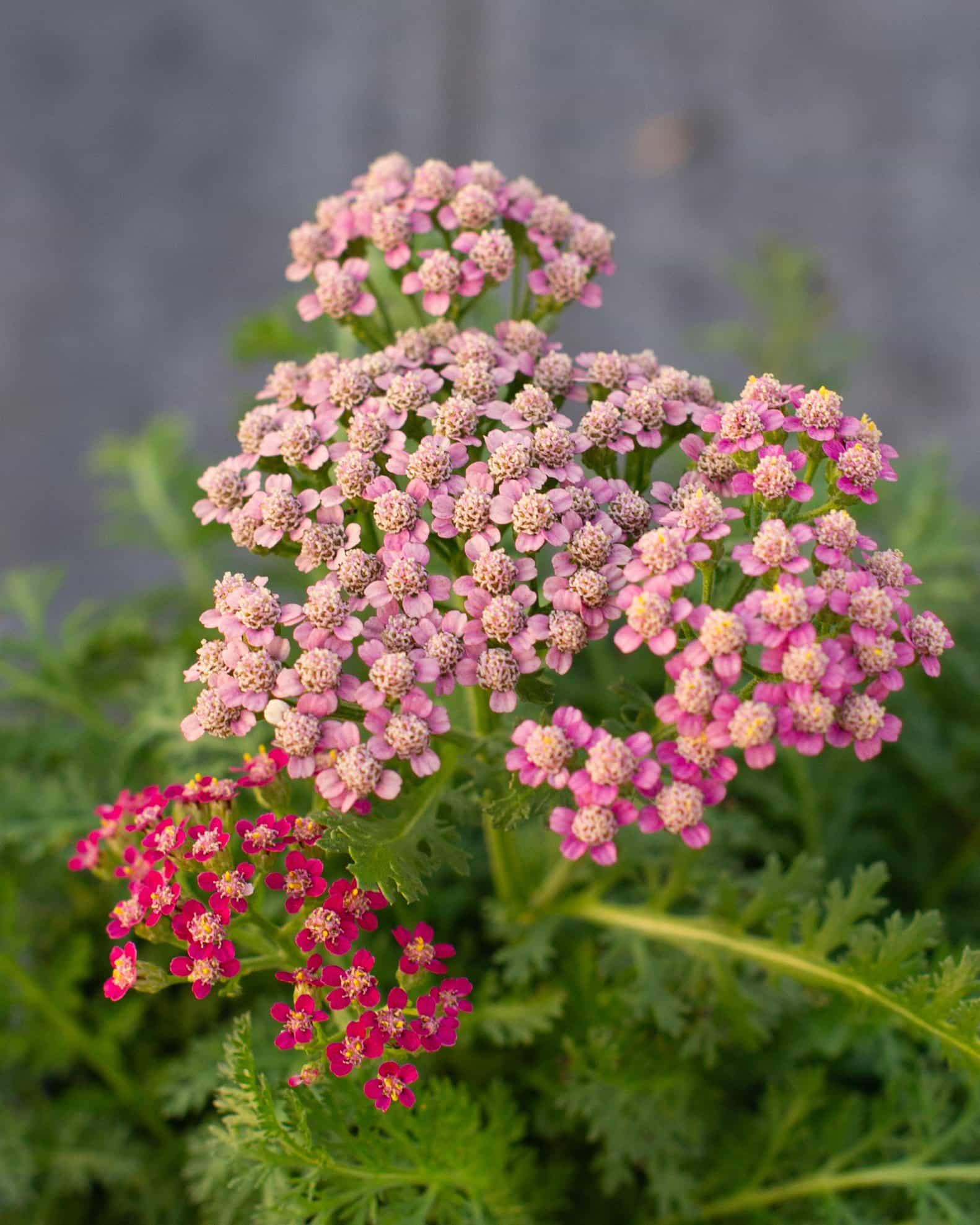 Milly Rock Rose Yarrow