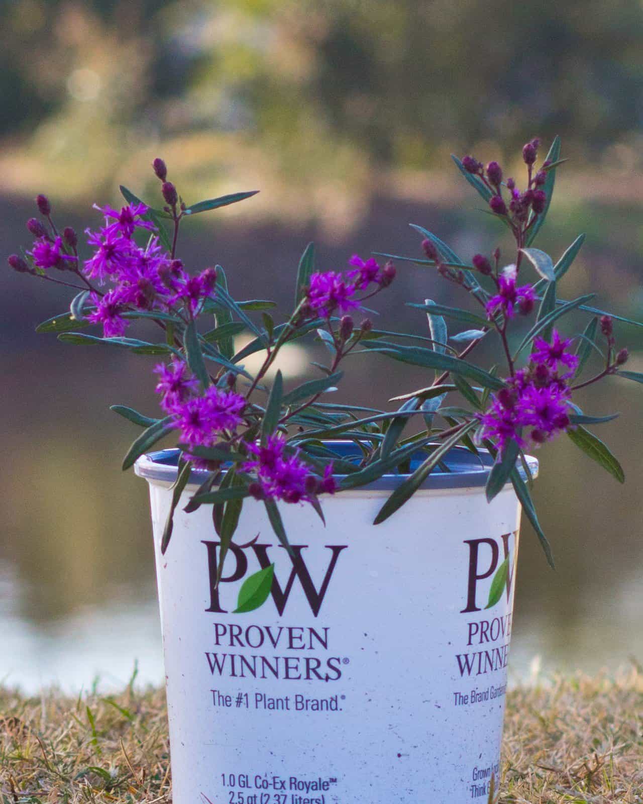 Prairie Princess Ironweed