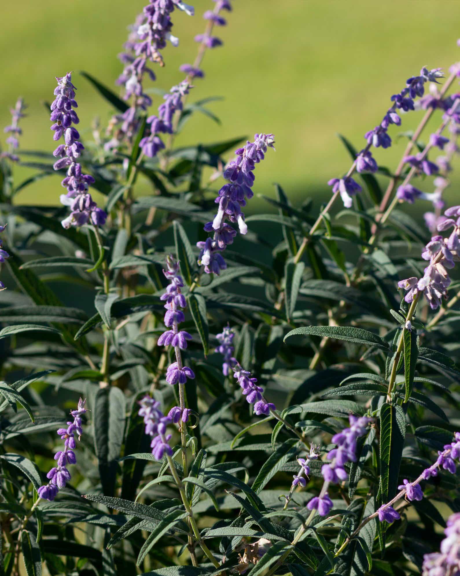 Mexican Bush Sage