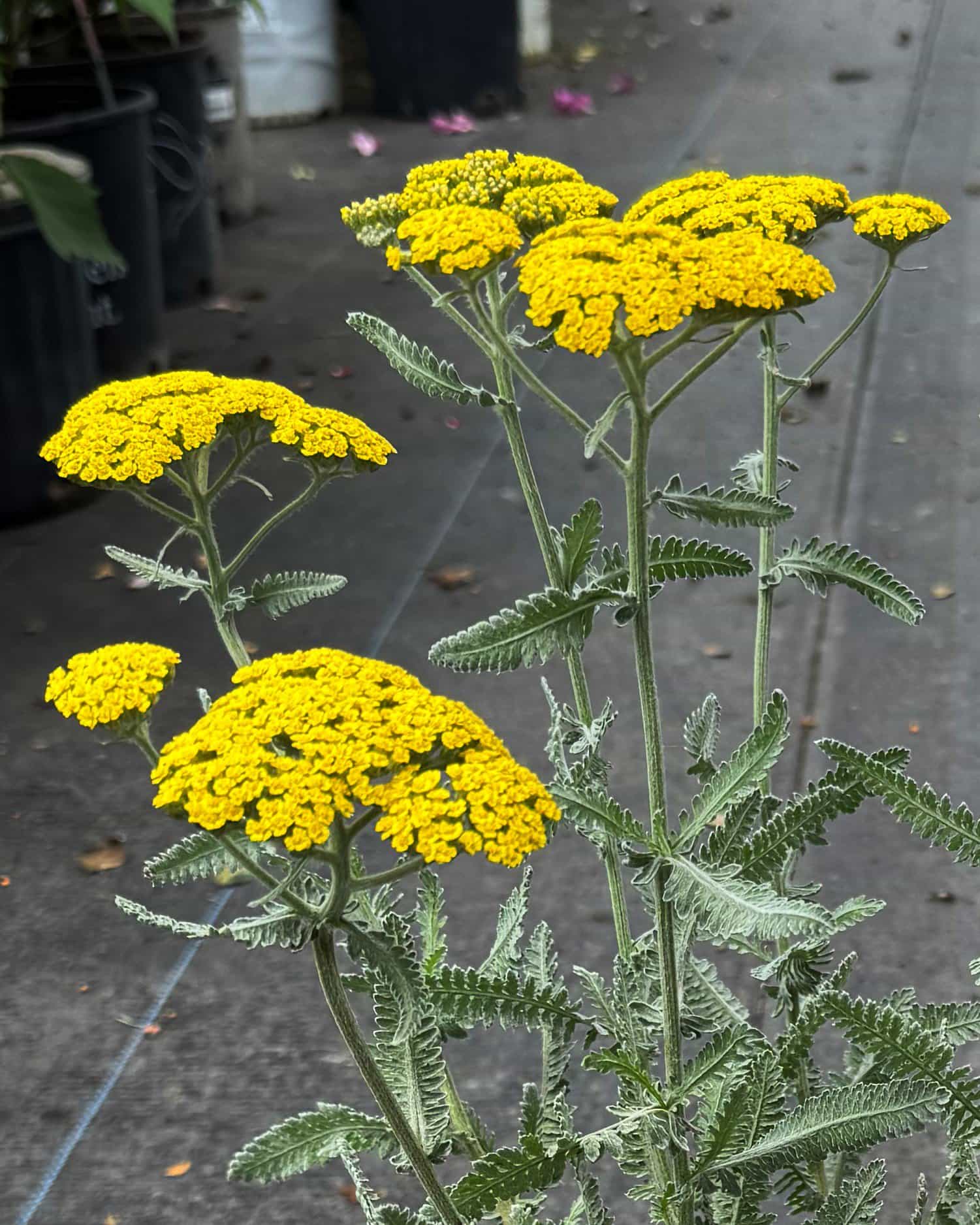 Moonshine Yarrow