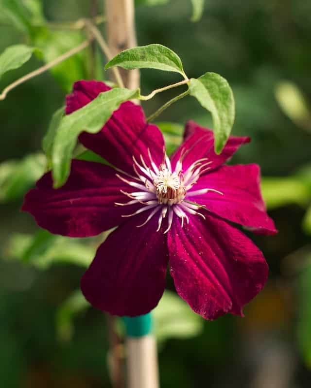 Rouge Cardinal Clematis | Order Online | Treeland Nursery