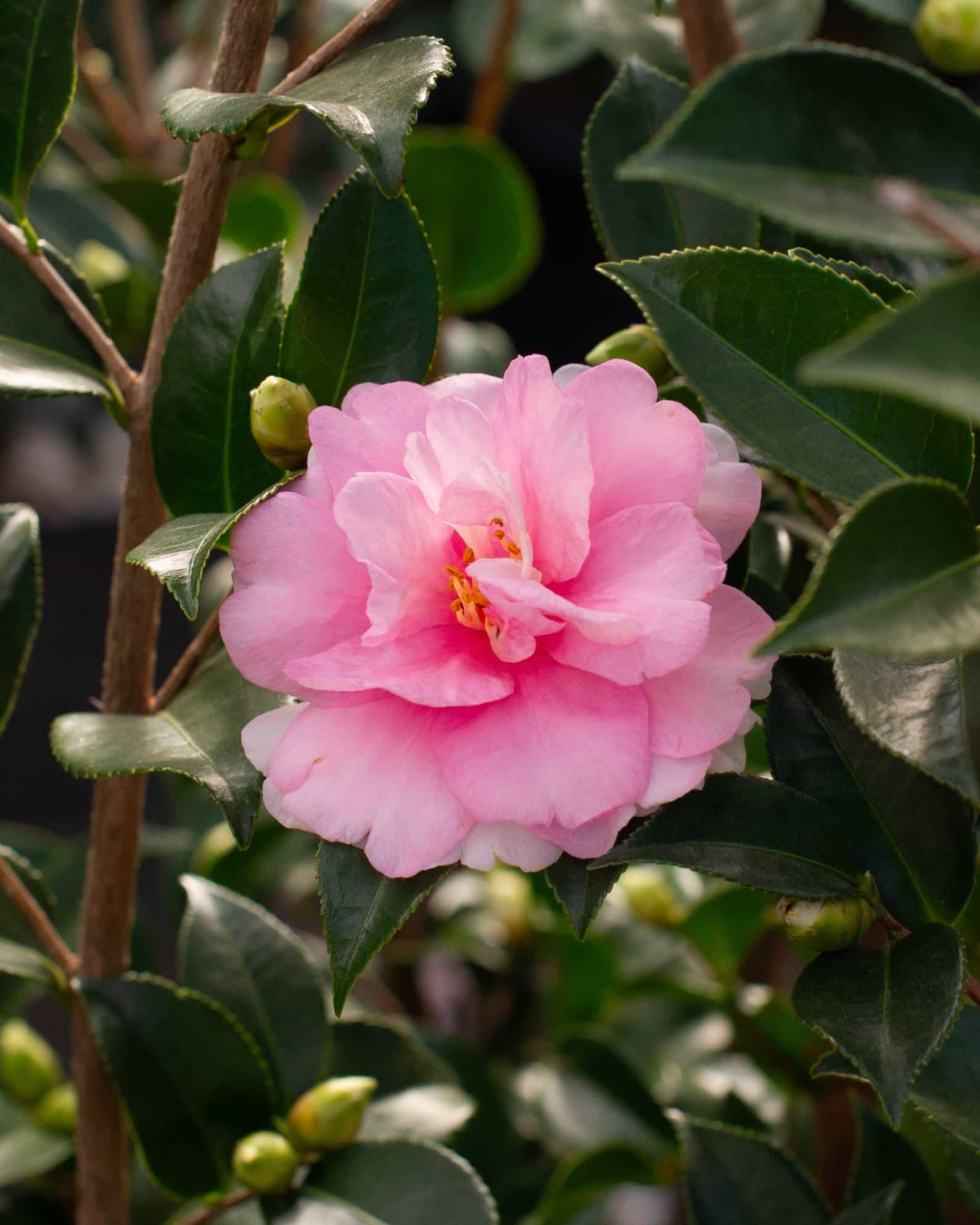 Dream Weaver Camellia