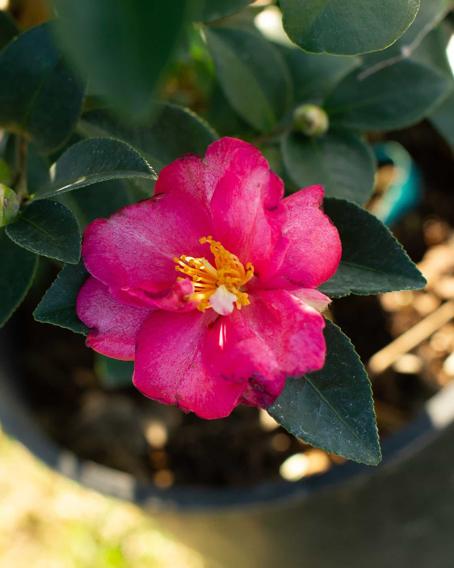 Kanjiro Camellia