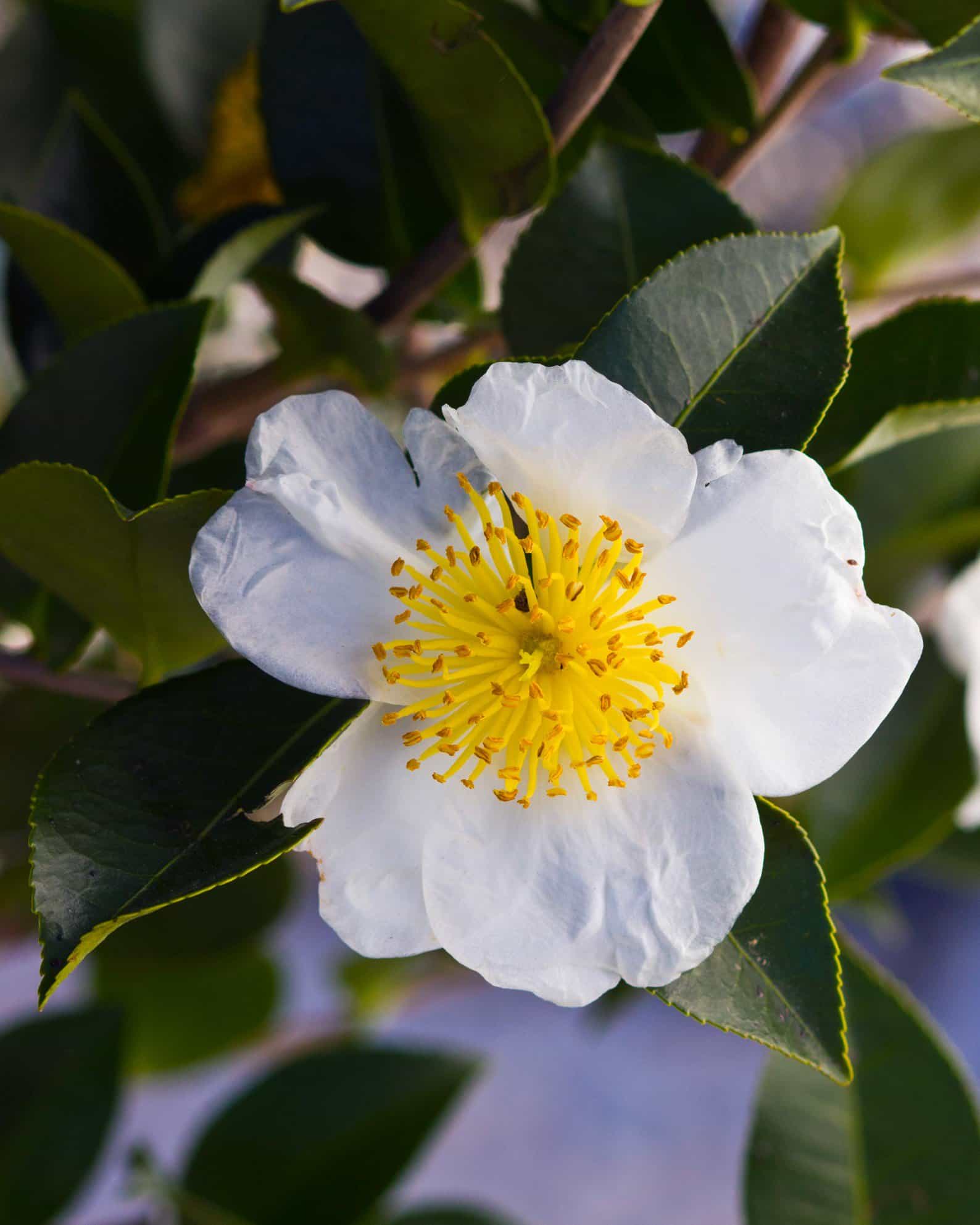Daydream Believer Camellia