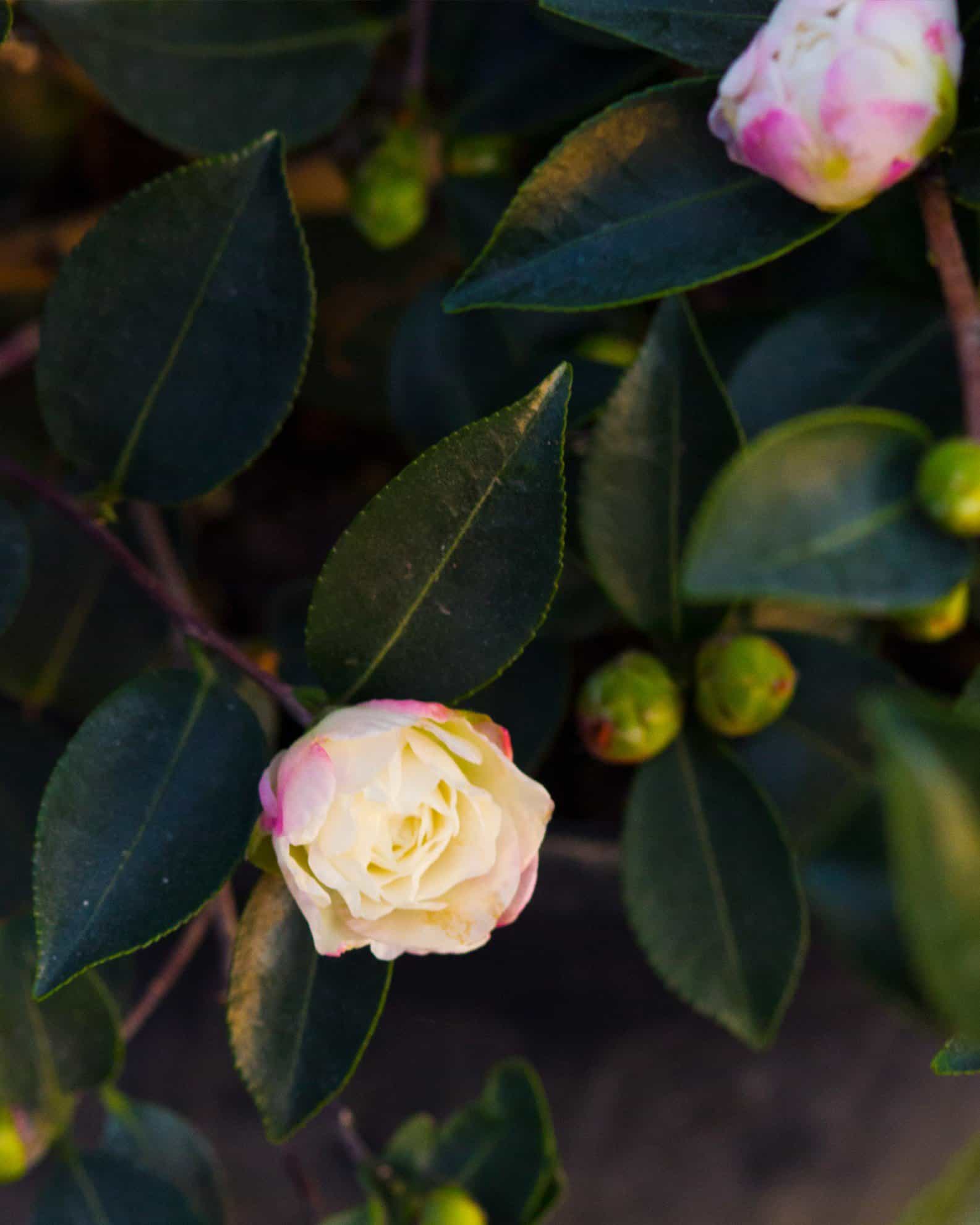 Shishi Gashira Camellia