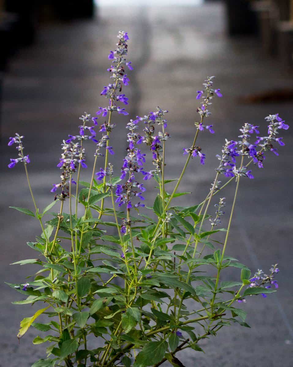 Henry Duelberg Salvia