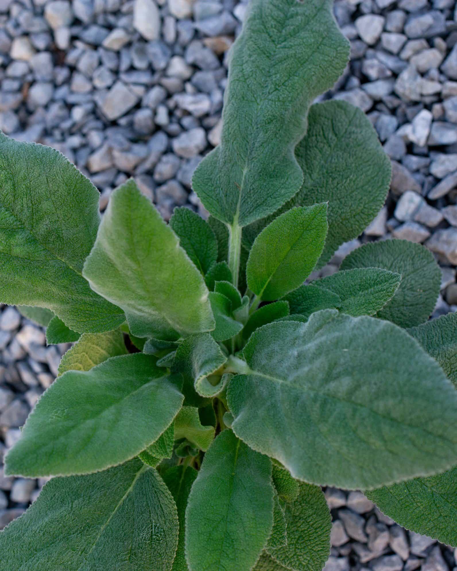 Lamb's Ear