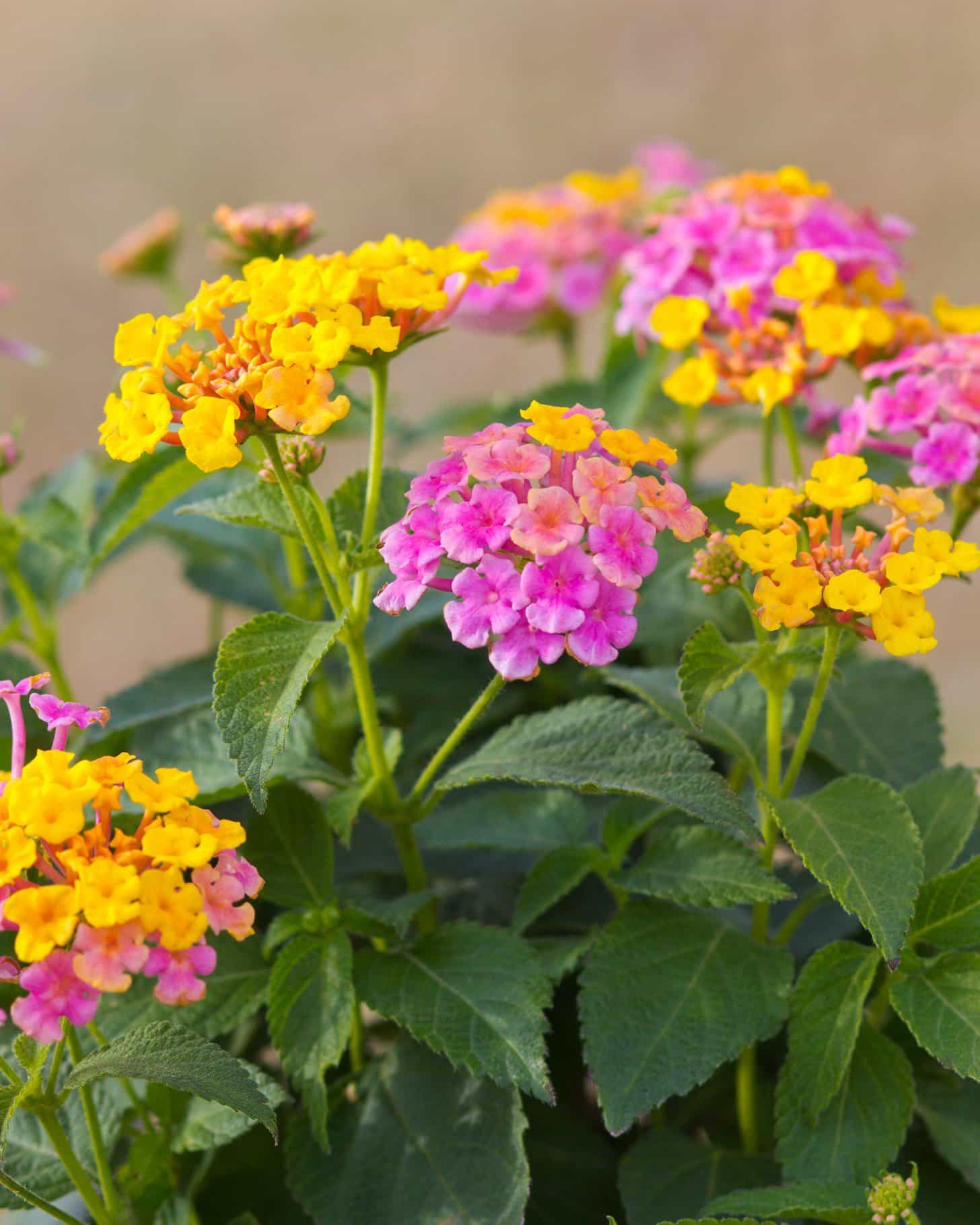 Shamrock Rose Gold Lantana