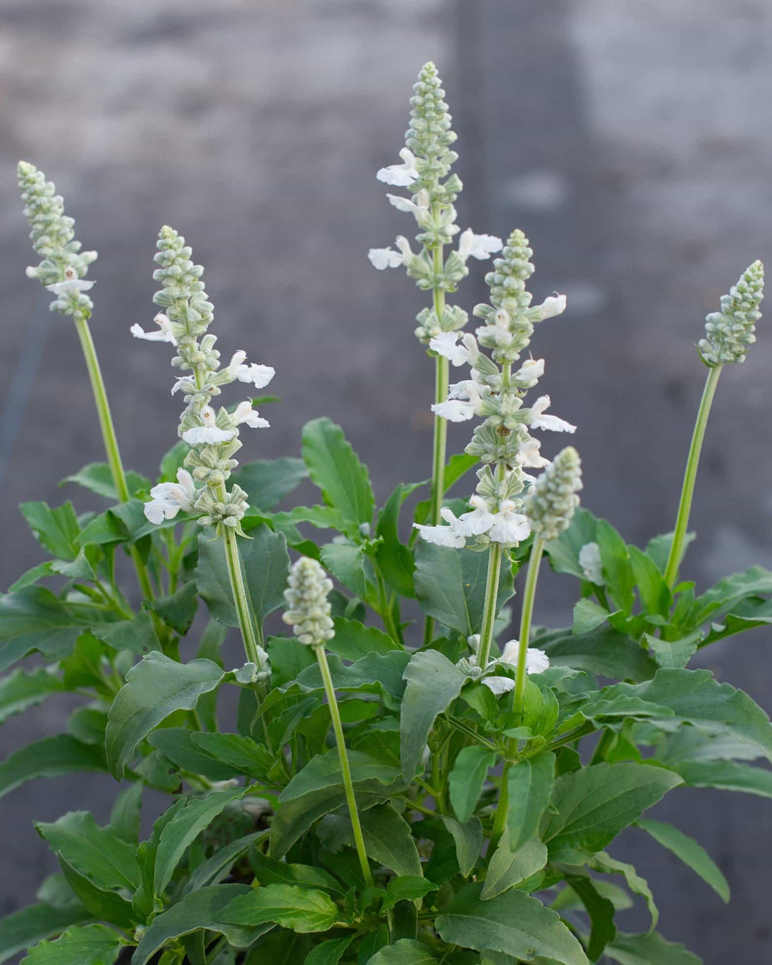 Sallyfun Pure White Salvia