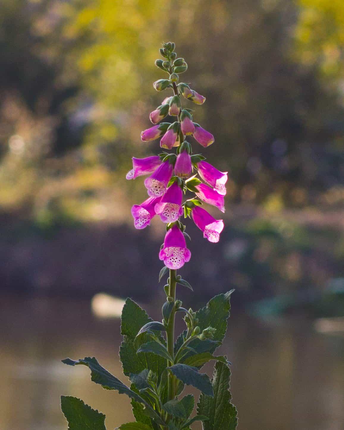 Pink Panther Foxglove