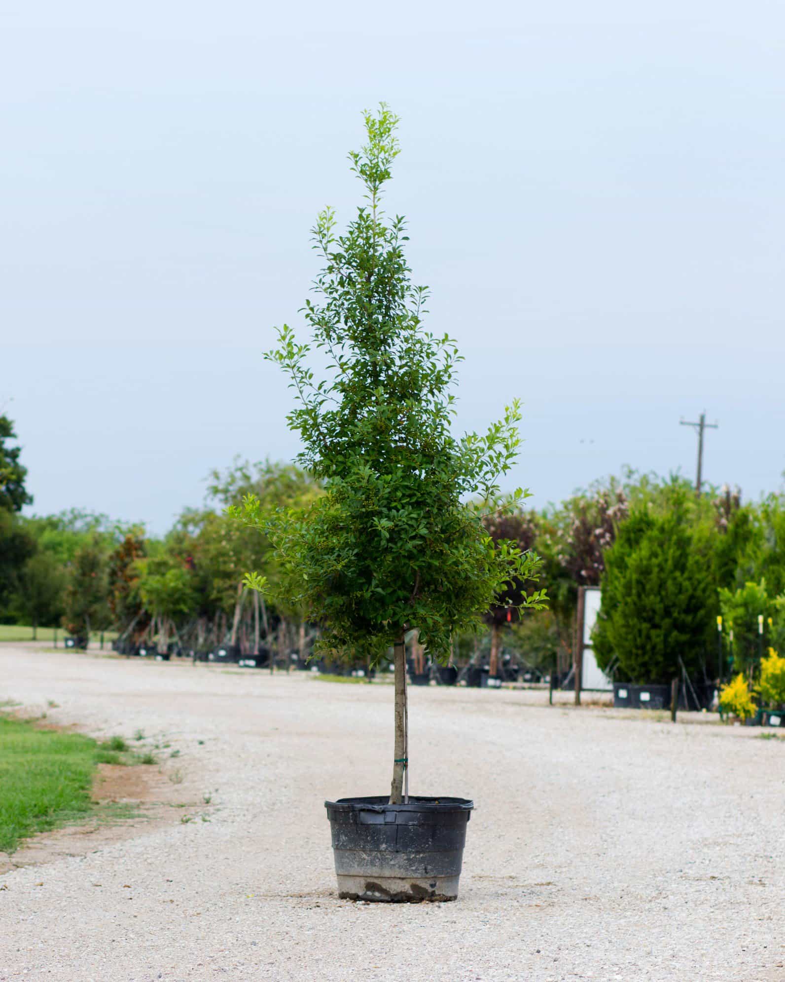Savannah Holly Tree Form