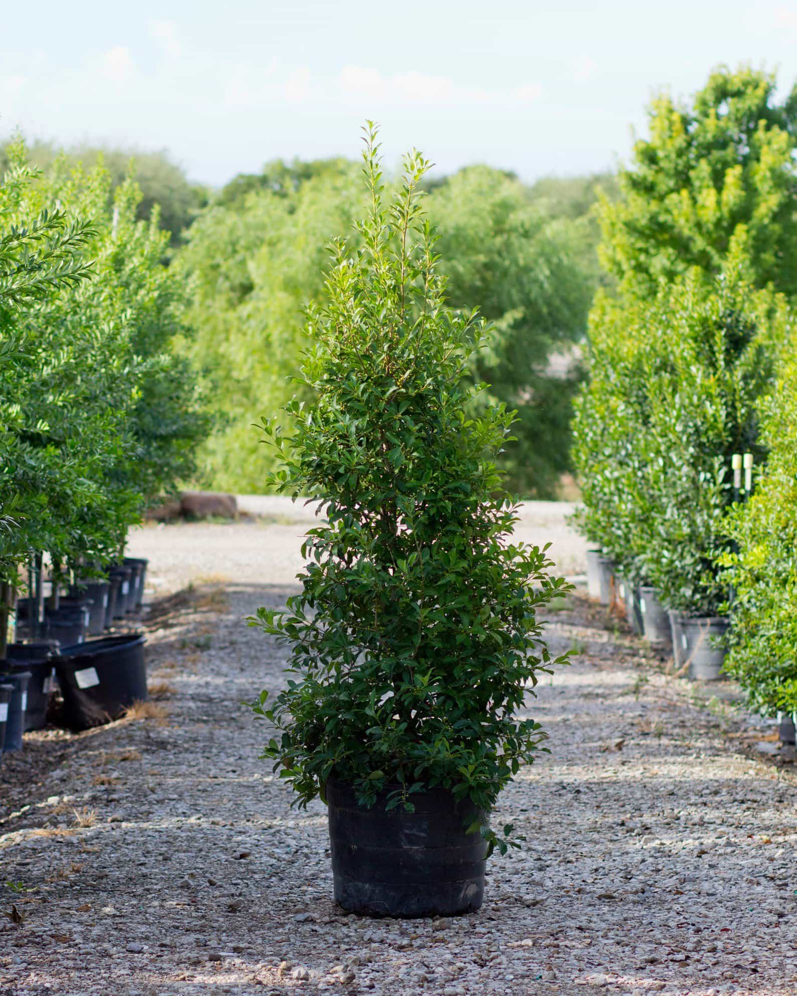 Savannah Holly Full to Ground