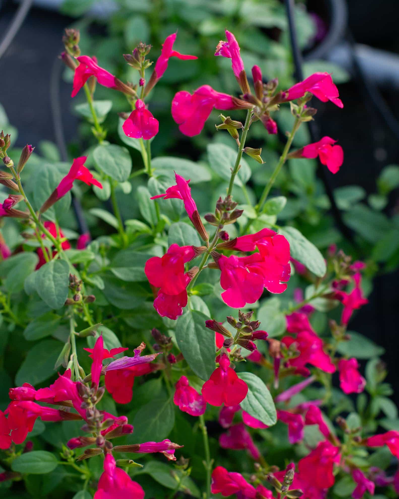 Mirage Hot Pink Salvia Greggii