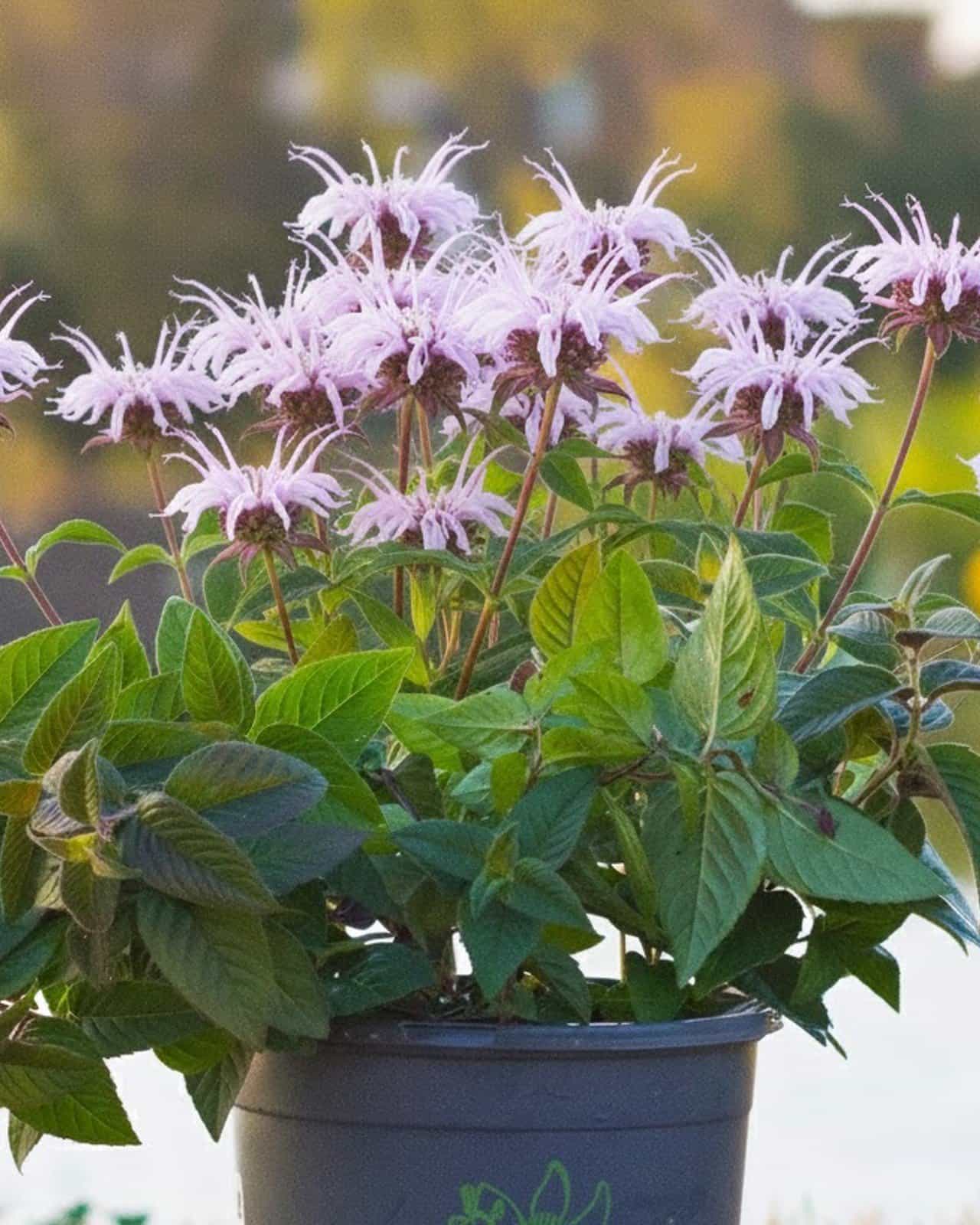 Midnight Oil Monarda