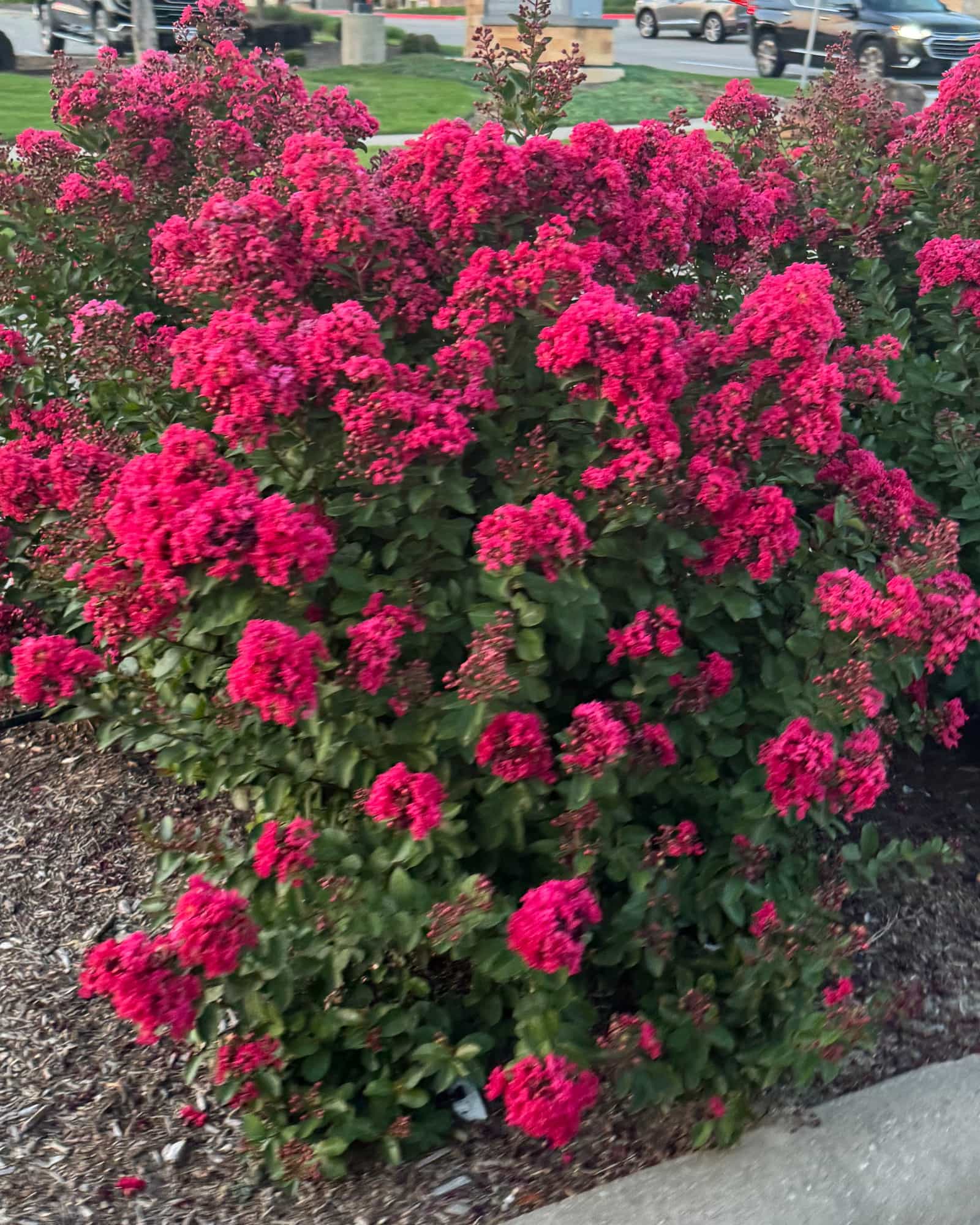 Lava Java Crape Myrtle