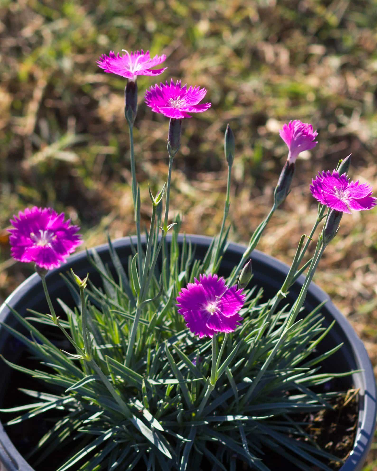 Firewitch Dianthus