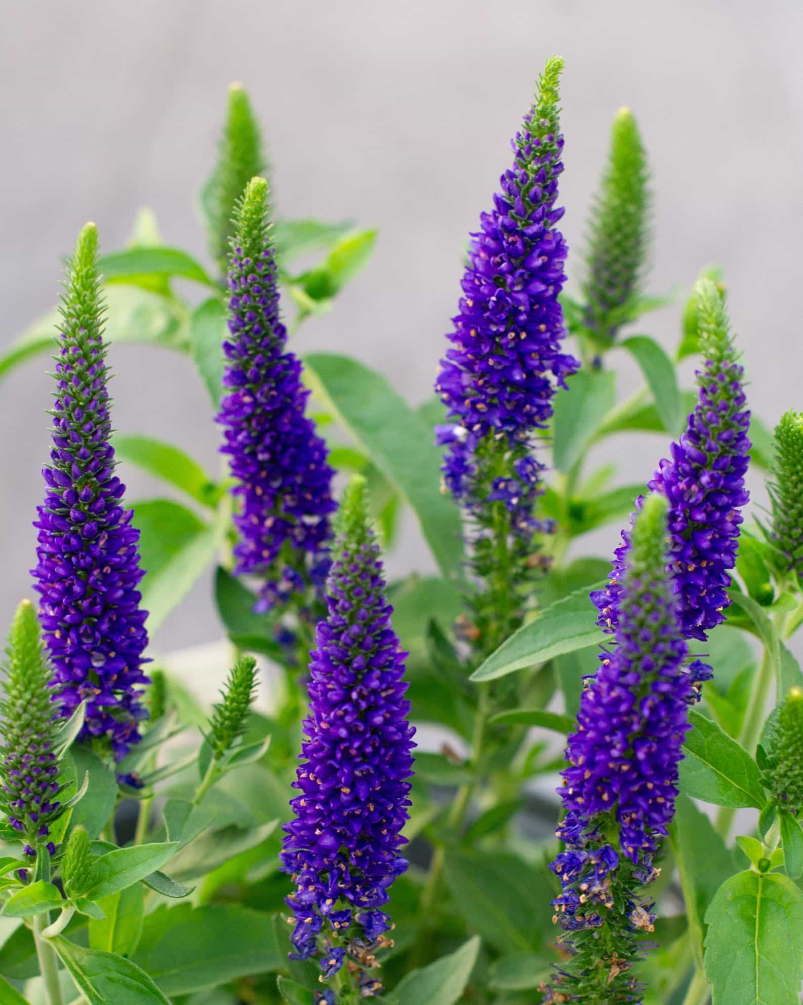 Vernique Dark Blue Veronica