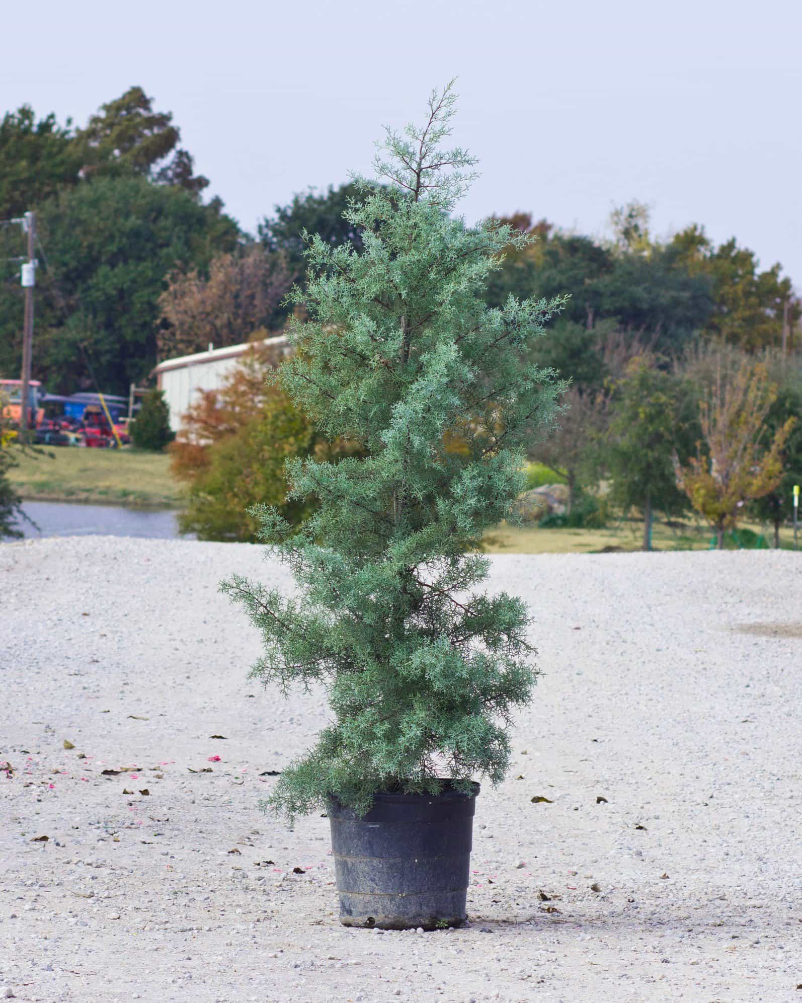 Arizona Cypress Blue Ice